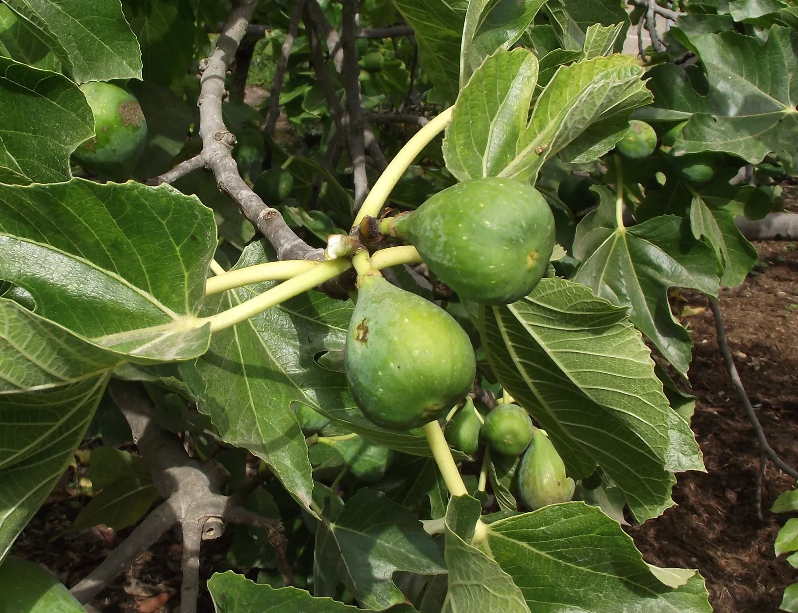 Edible Fig (Ficus Carica) — It sports large, lobed leaves, creating a tropical feel; and ranges in color from green to purple, image 147