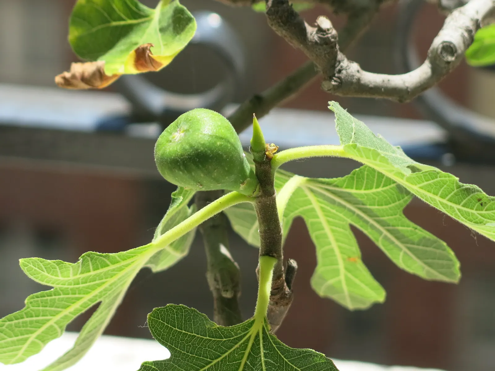 Edible Fig (Ficus Carica) — and ranges in color from green to purple; it sports large, lobed leaves, creating a tropical feel, image 66