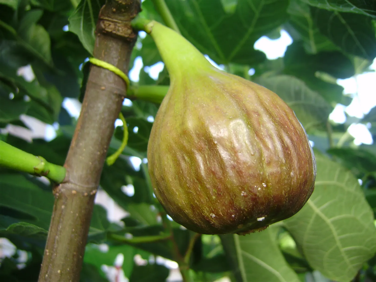 Edible Fig (Ficus Carica) — is a versatile and attractive deciduous tree that can be a delightful addition to any landscape design; space 15-20 feet apart for