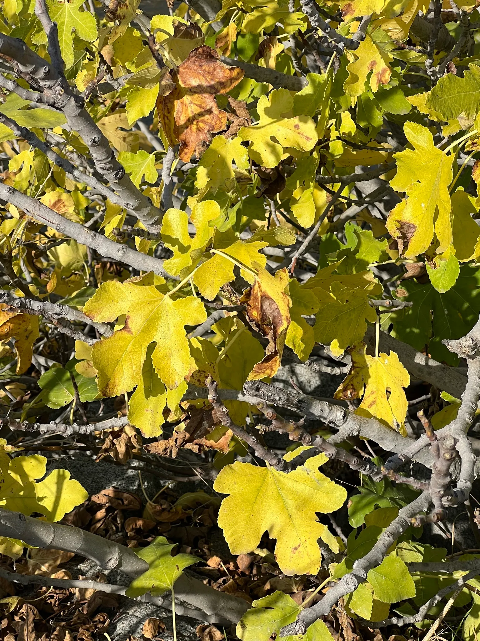 Edible Fig (Ficus Carica) — It sports large, lobed leaves, creating a tropical feel; and ranges in color from green to purple, image 123