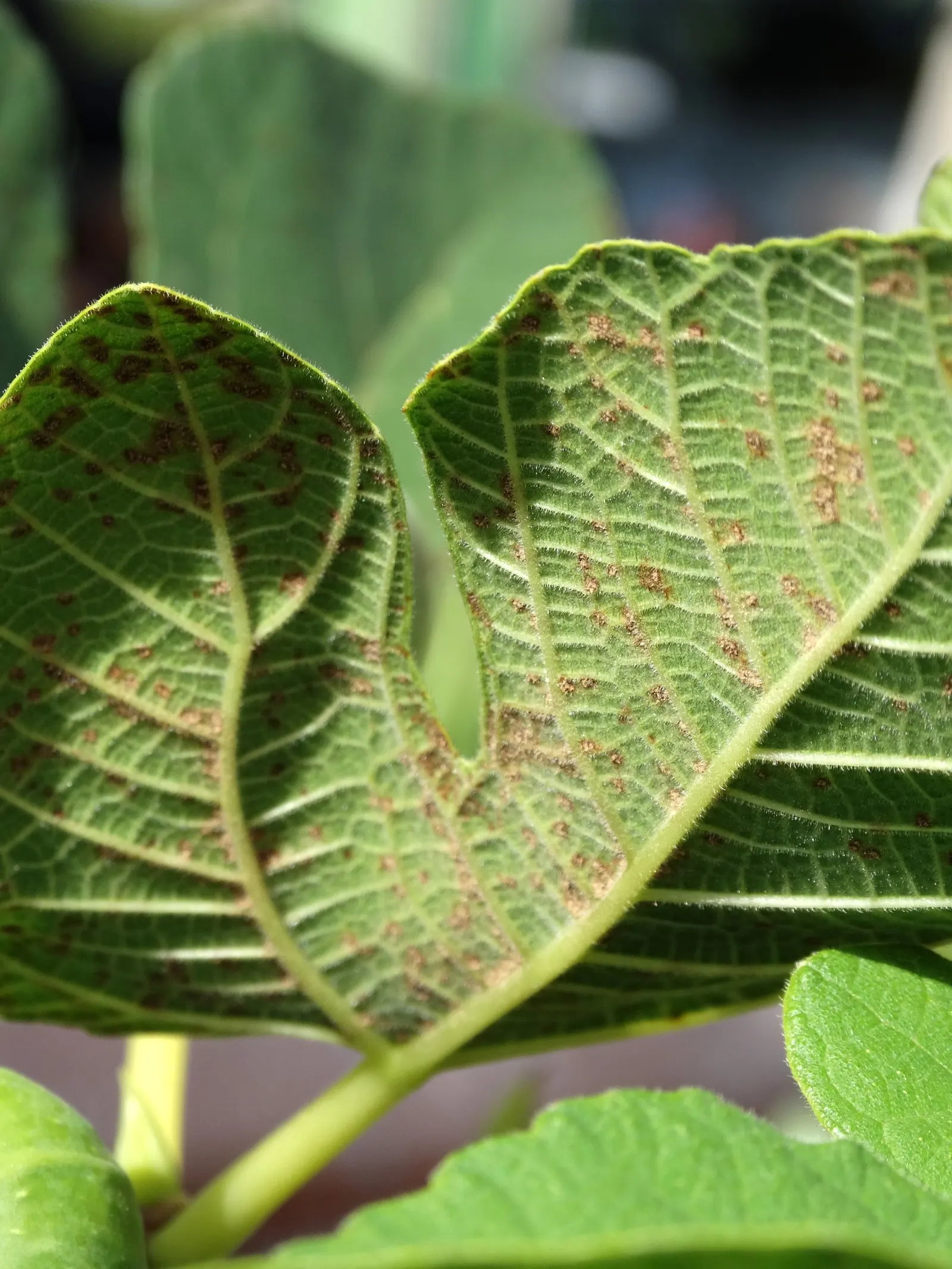 Edible Fig (Ficus Carica) — Aesthetic and functional, it's a splendid choice for edible landscapes and as a focal specimen; in spring and, image 54