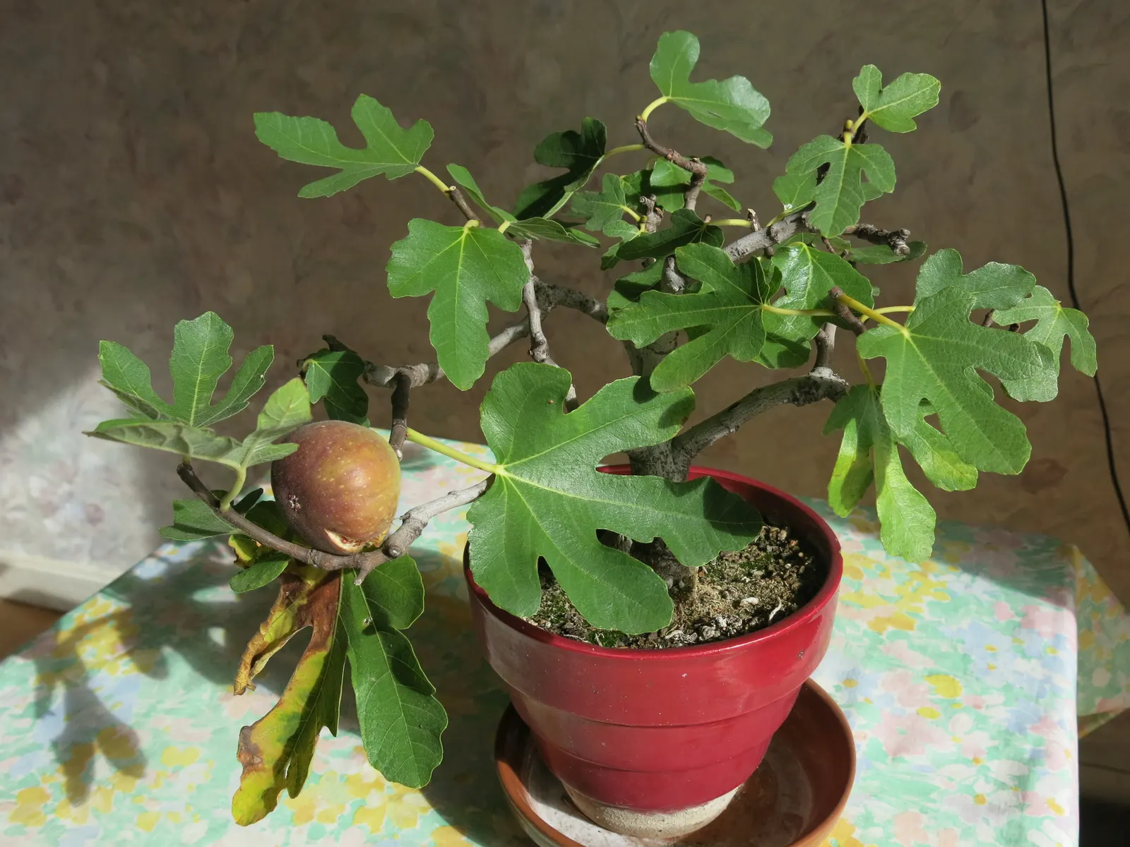 Edible Fig (Ficus Carica) — Space 15-20 feet apart for ample growth; is a versatile and attractive deciduous tree that can be a delightful addition to any