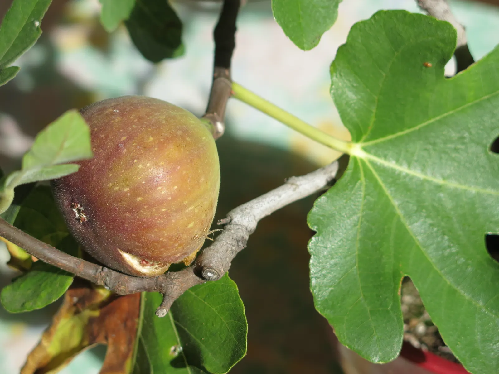 Edible Fig (Ficus Carica) — tree for full or half; avoid planting near foundations or walkways to prevent structural complications, image 168