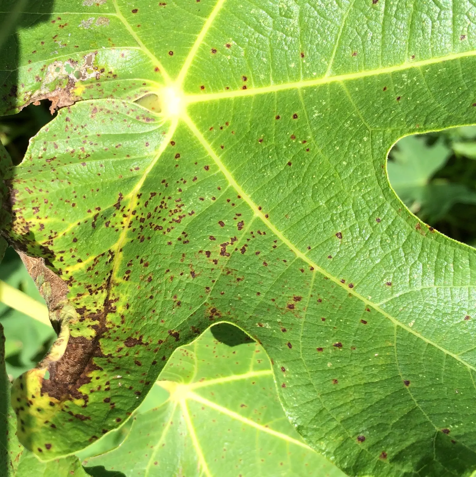 Edible Fig (Ficus Carica) — Aesthetic and functional, it's a splendid choice for edible landscapes and as a focal specimen; in spring and, image 102