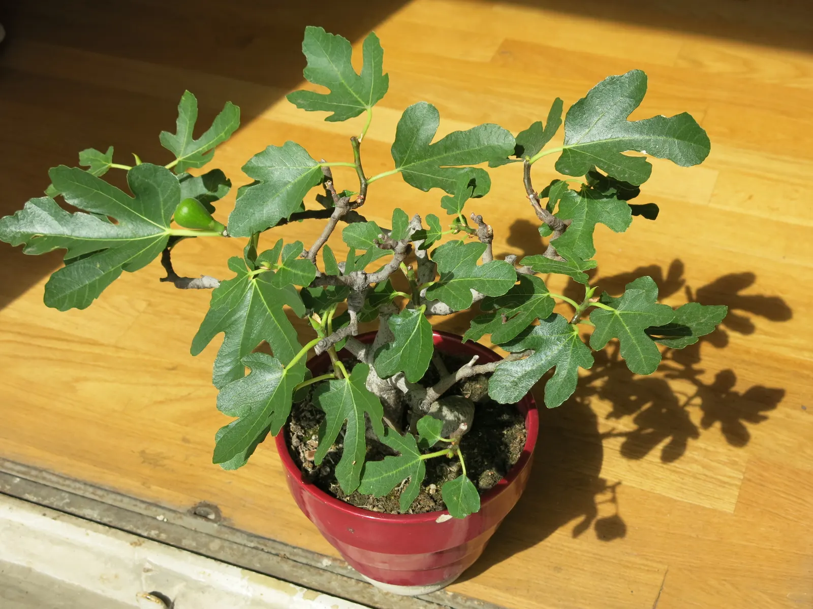 Edible Fig (Ficus Carica) — It sports large, lobed leaves, creating a tropical feel; and ranges in color from green to purple, image 51