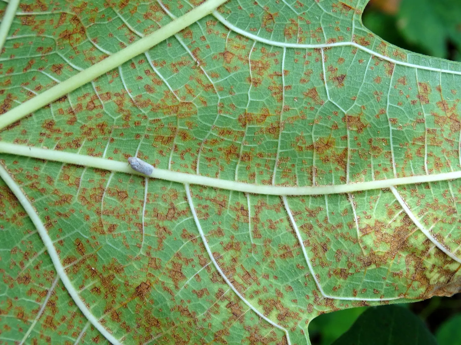 Edible Fig (Ficus Carica) — An Edible Fig, Ficus carica, thrives in warmer zones, maturing to 10-30 feet tall; ensure well-drained soil to avoid, image 49