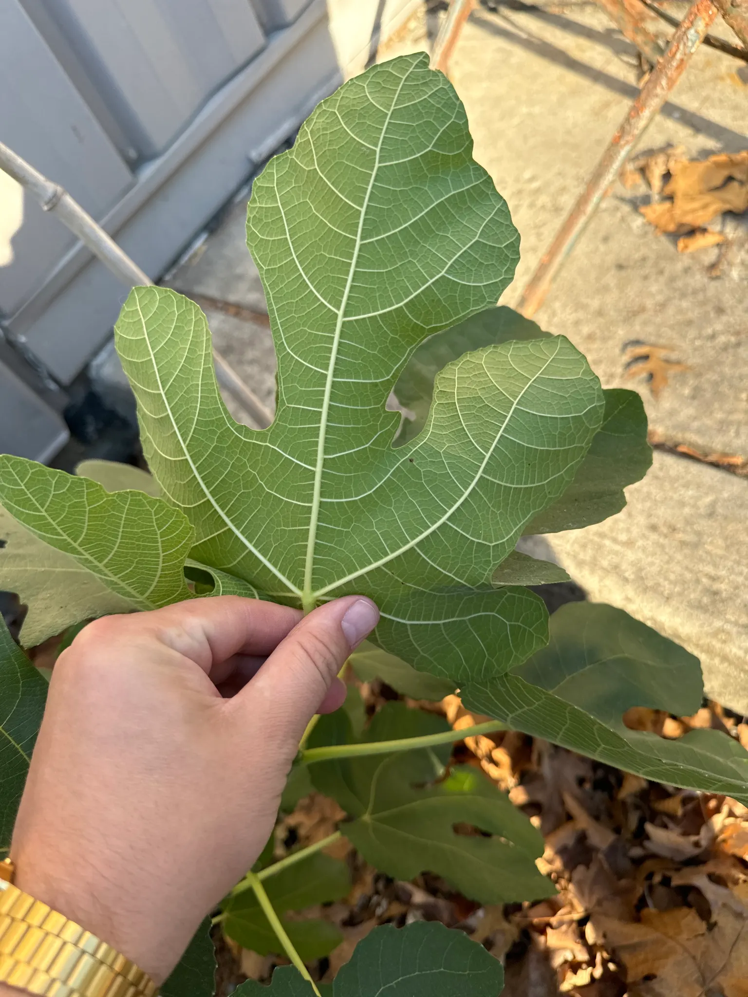 Edible Fig (Ficus Carica) — tree for full or half; avoid planting near foundations or walkways to prevent structural complications, image 72