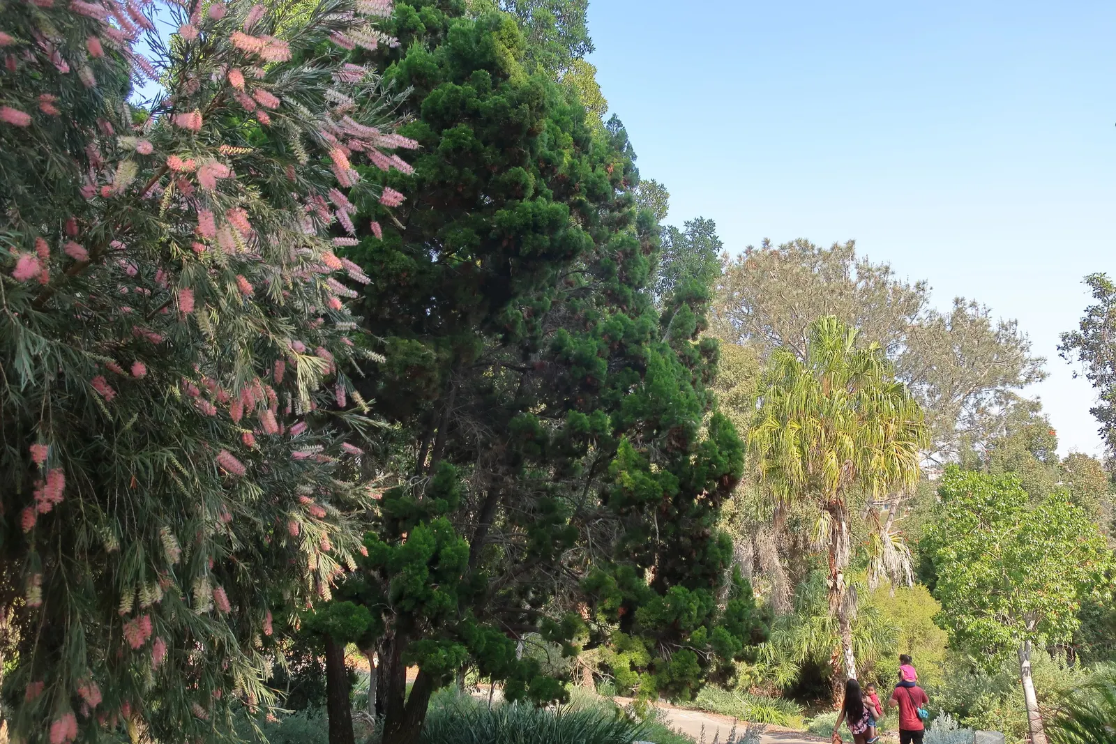 Cane's Bottlebrush (Callistemon 'Cane's Hybrid') — Prune after flowering to maintain shape and encourage new growth