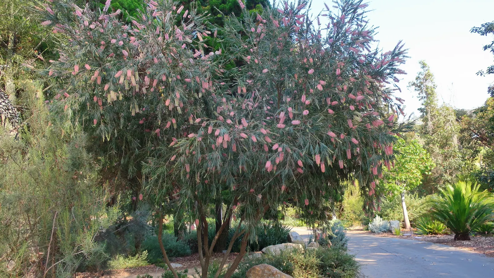 Cane's Bottlebrush (Callistemon 'Cane's Hybrid') — a vibrant ornamental shrub