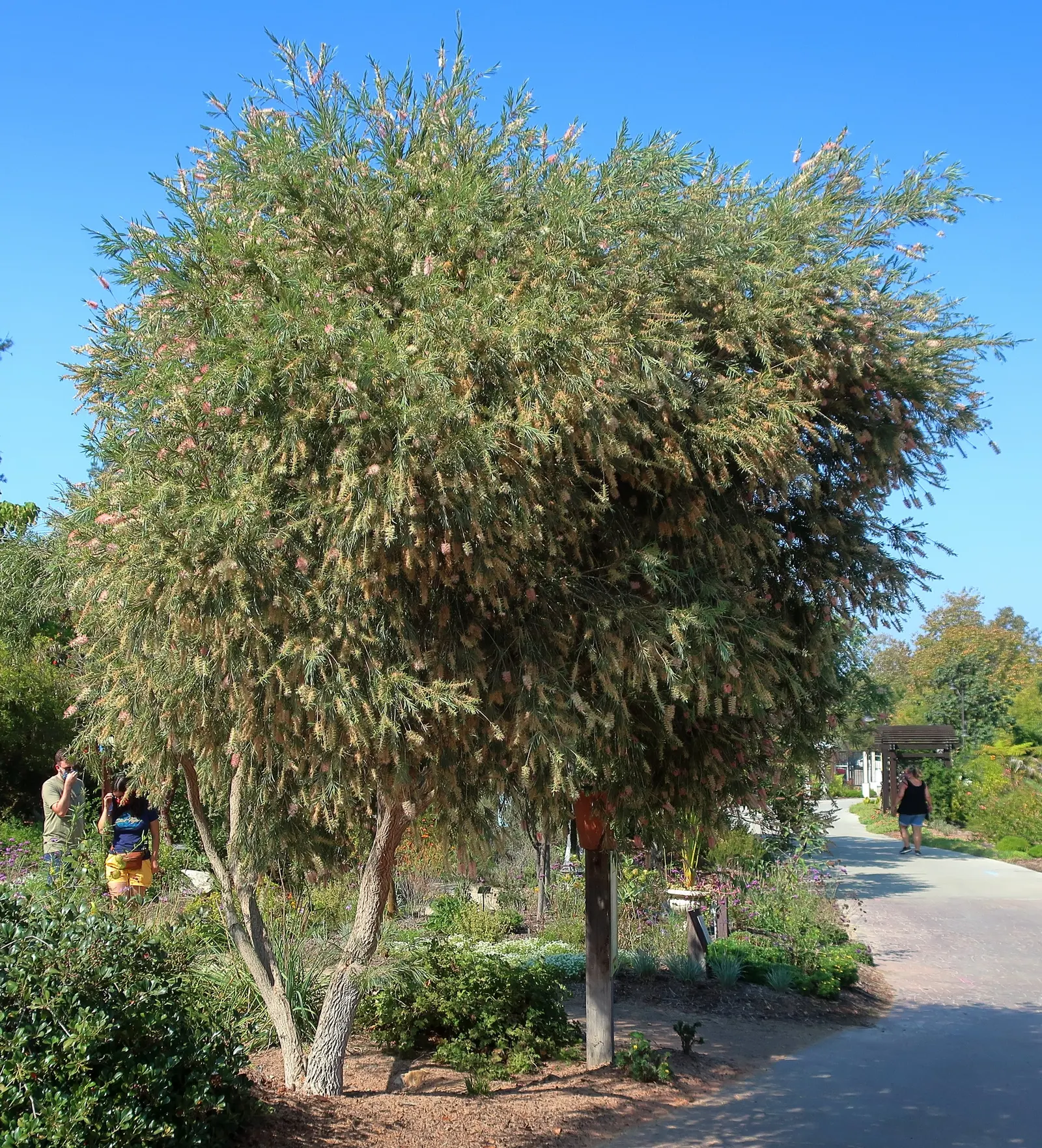 Cane's Bottlebrush (Callistemon 'Cane's Hybrid') — Thriving in USDA zones 9-11, it reaches 8-10 feet in height and spreads 6-8 feet