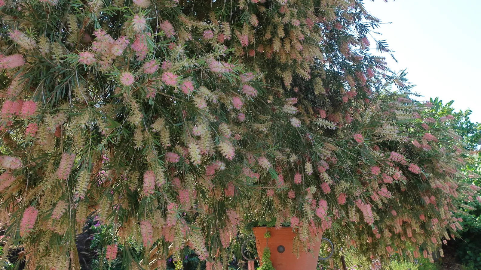 Cane's Bottlebrush (Callistemon 'Cane's Hybrid') — Prefers full sun and tolerates various soils, requiring moderate water once established