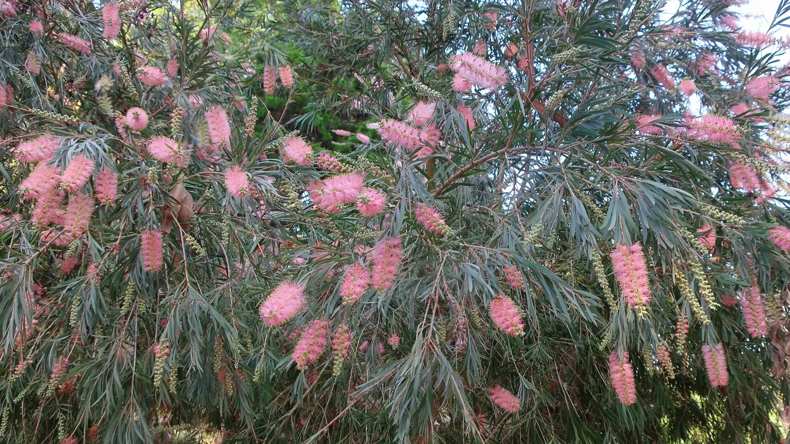 Cane's Bottlebrush (Callistemon 'Cane's Hybrid') — Ideal for accent planting or privacy hedges in warm climates