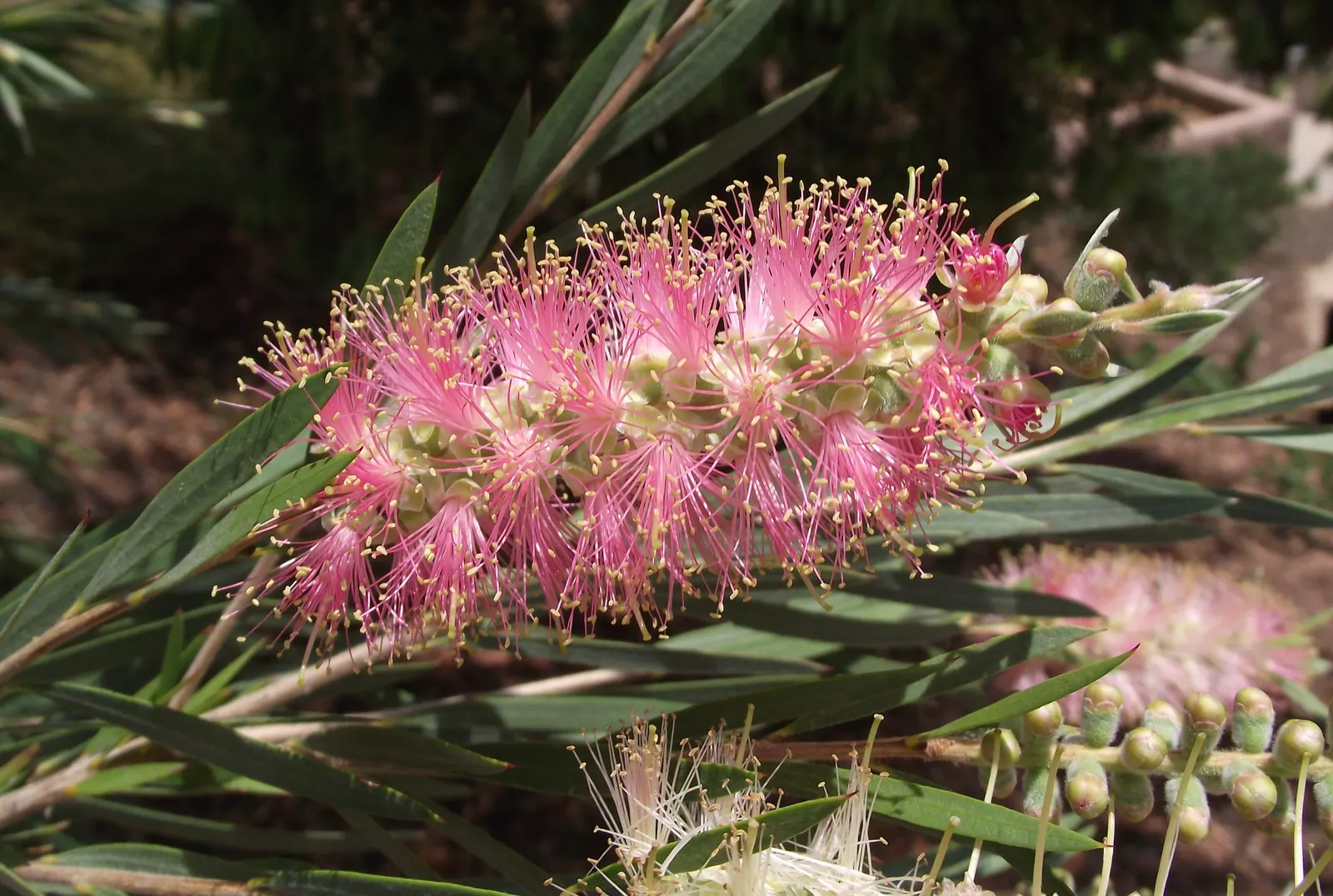 Cane's Bottlebrush (Callistemon 'Cane's Hybrid') — boasts prolific crimson bottlebrush-like blooms that attract hummingbirds and butterflies