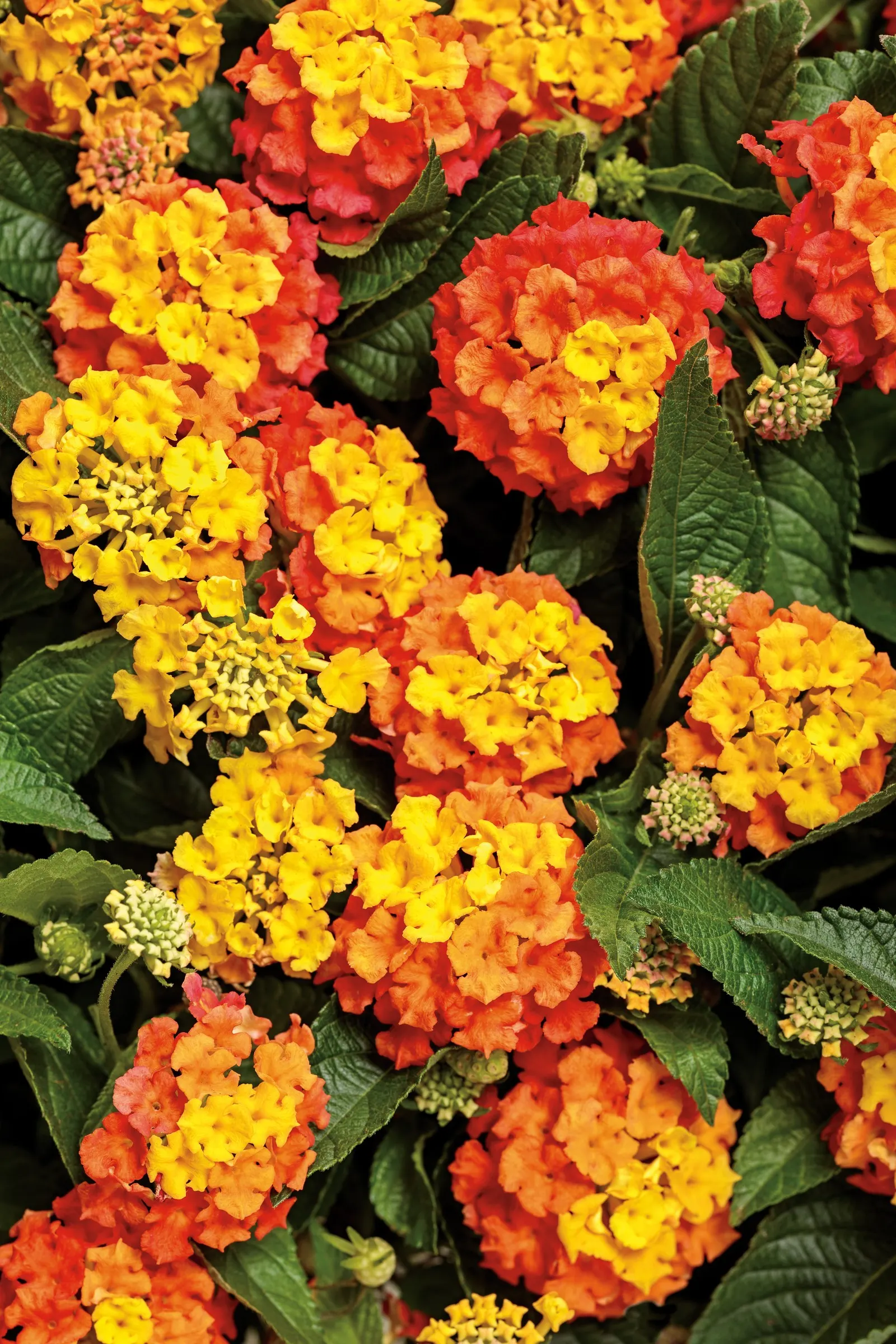 Basket Tangeglow® Lantana (Lantana camara) — where its bright flower clusters can soften edges and mingle with trailing companions