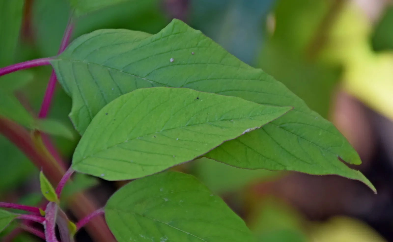 Love-lies-bleeding (Amaranthus Caudatus) — and are equally stunning in cut or dried floral arrangements; consider them for background plantings, image 132