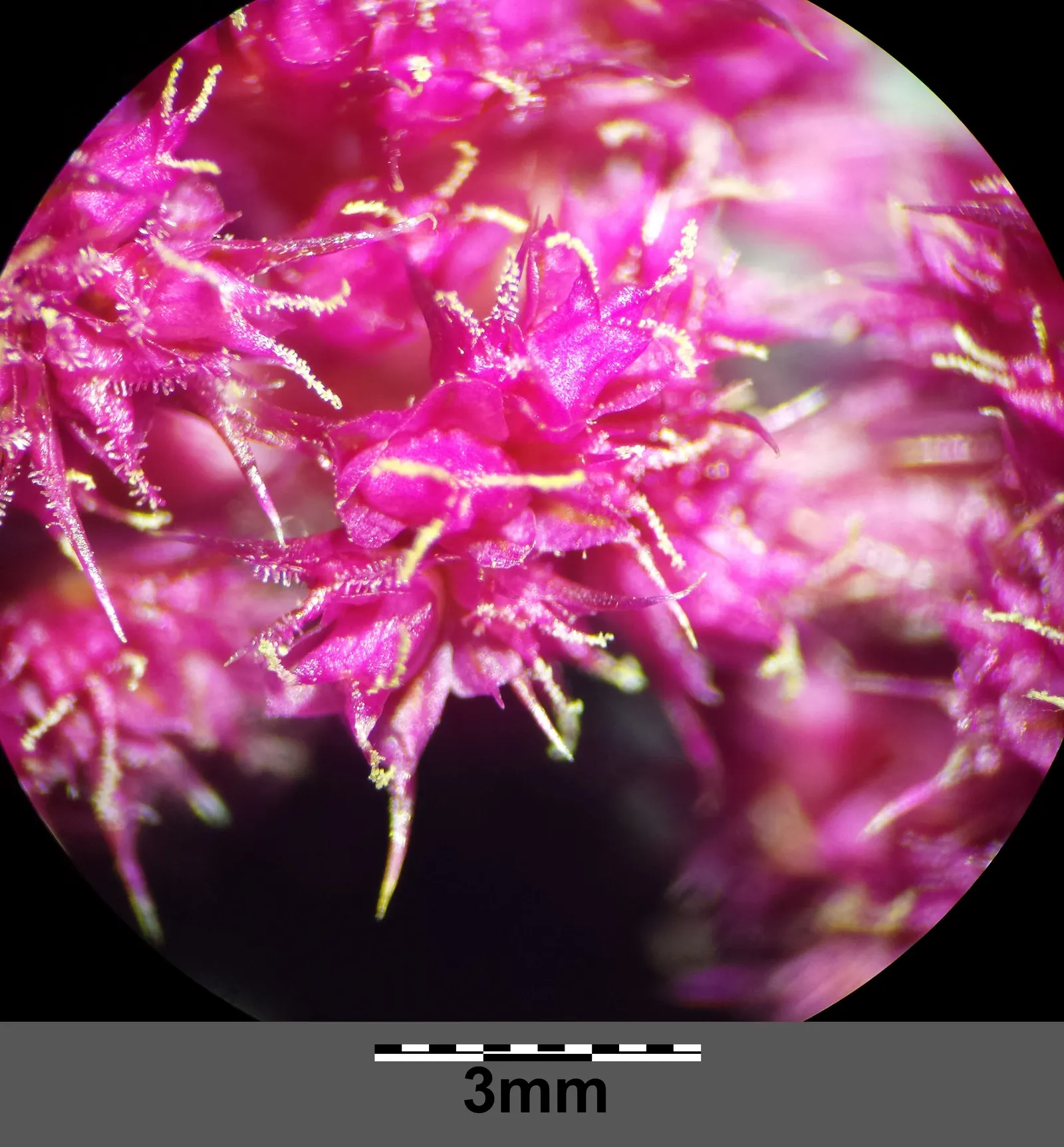 Love-lies-bleeding (Amaranthus Caudatus) — When planting Tassel Flowers; a complementary green to deep purplish-red depending on the variety, image 120