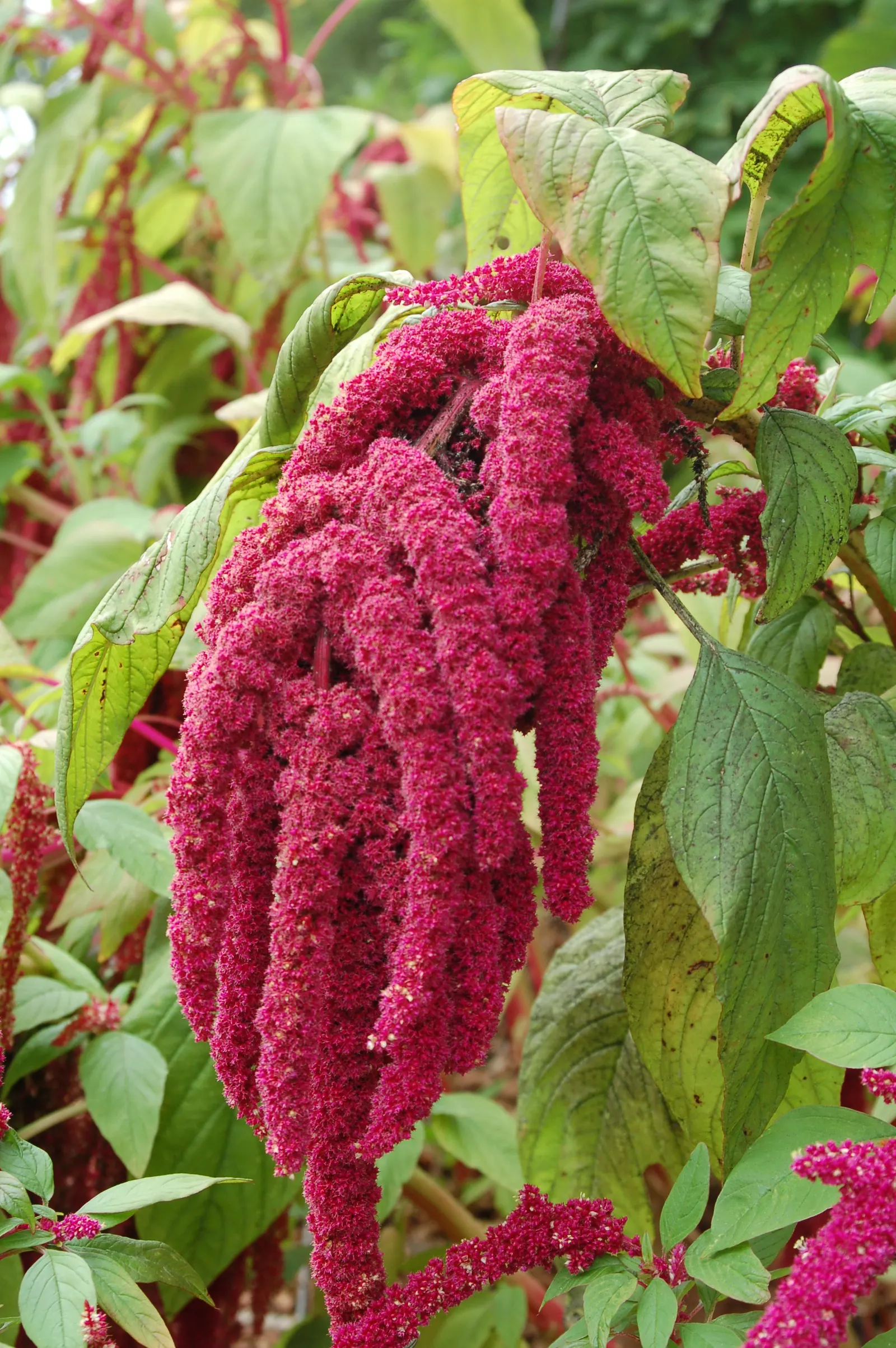 Love-lies-bleeding (Amaranthus Caudatus) — that cascade elegantly from its robust frame; can grow to an impressive height ranging from 3 to 5 feet, image 102