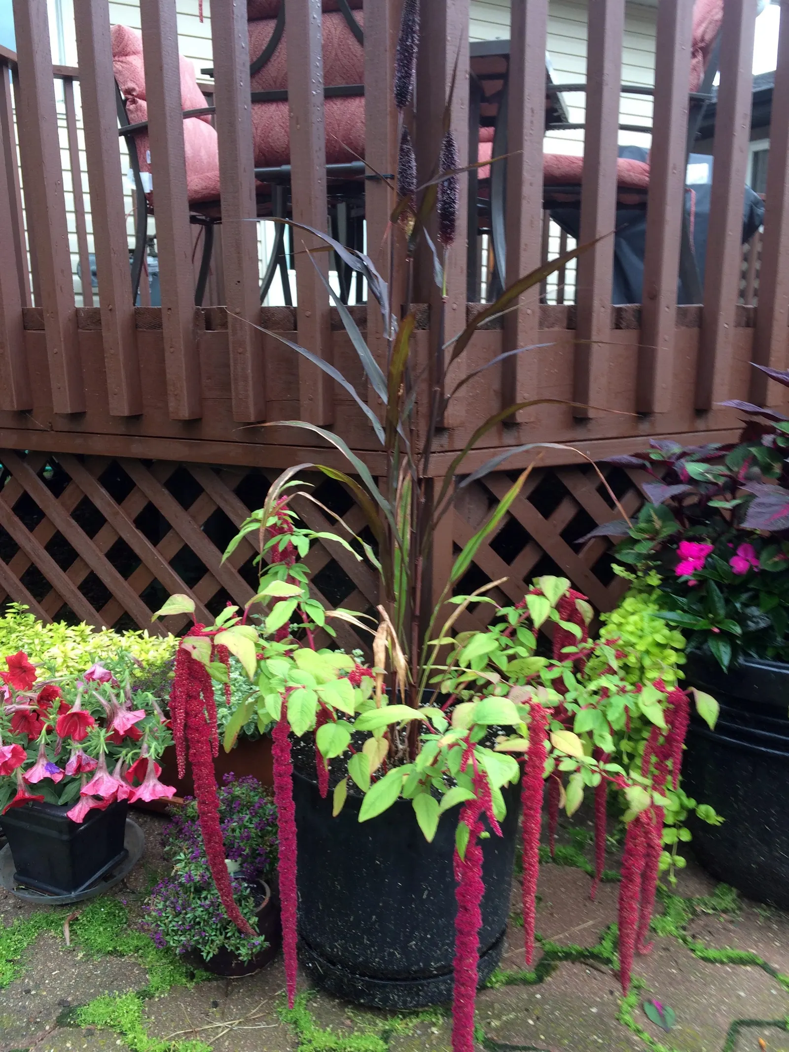Love-lies-bleeding (Amaranthus Caudatus) — that cascade elegantly from its robust frame; can grow to an impressive height ranging from 3 to 5 feet, image 152