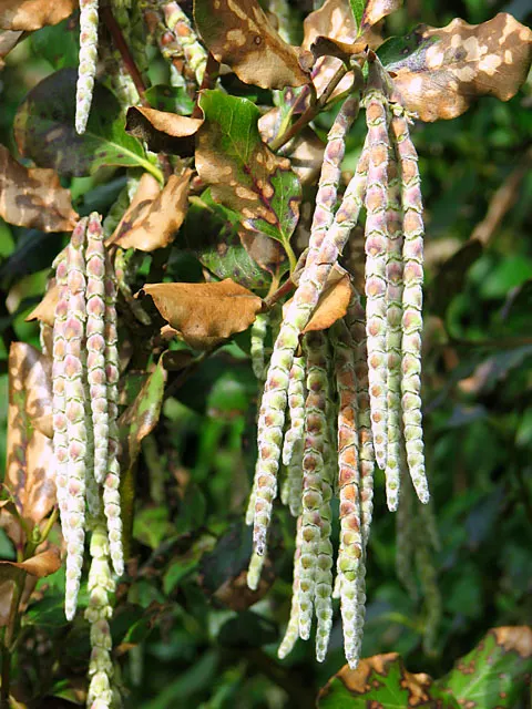Love-lies-bleeding (Amaranthus Caudatus) — annual for full; and as an architectural element in container gardens due to their height and dramatic, image 100