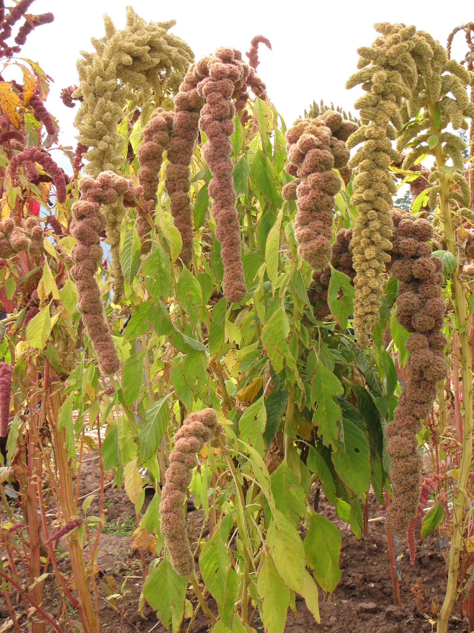 Love-lies-bleeding (Amaranthus Caudatus) — commonly referred to as Love-Lies-Bleeding due to its pendulous tassels of blood-red flowers; making it a, image 60
