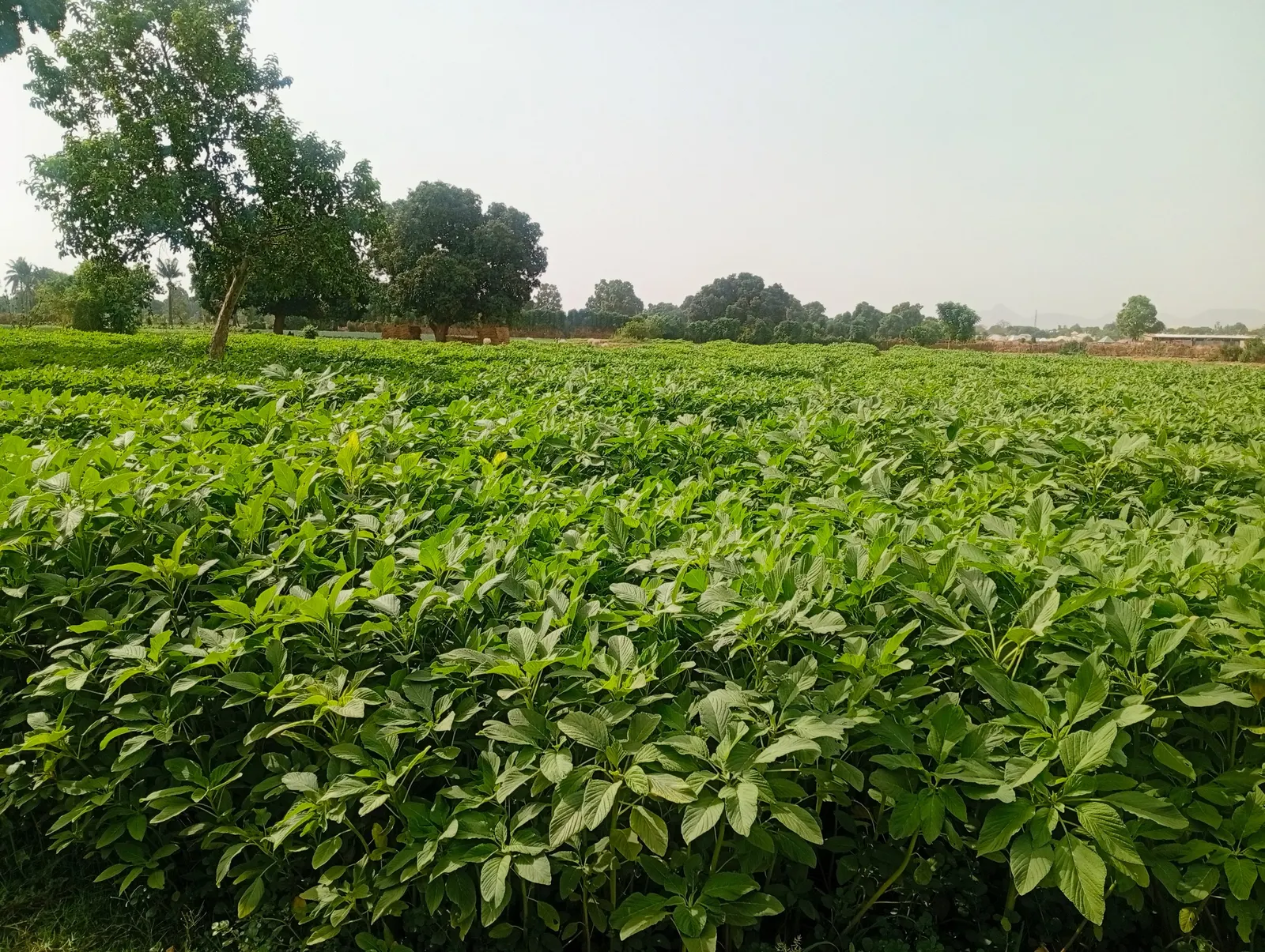 Love-lies-bleeding (Amaranthus Caudatus) — annual for full; and as an architectural element in container gardens due to their height and dramatic, image 75