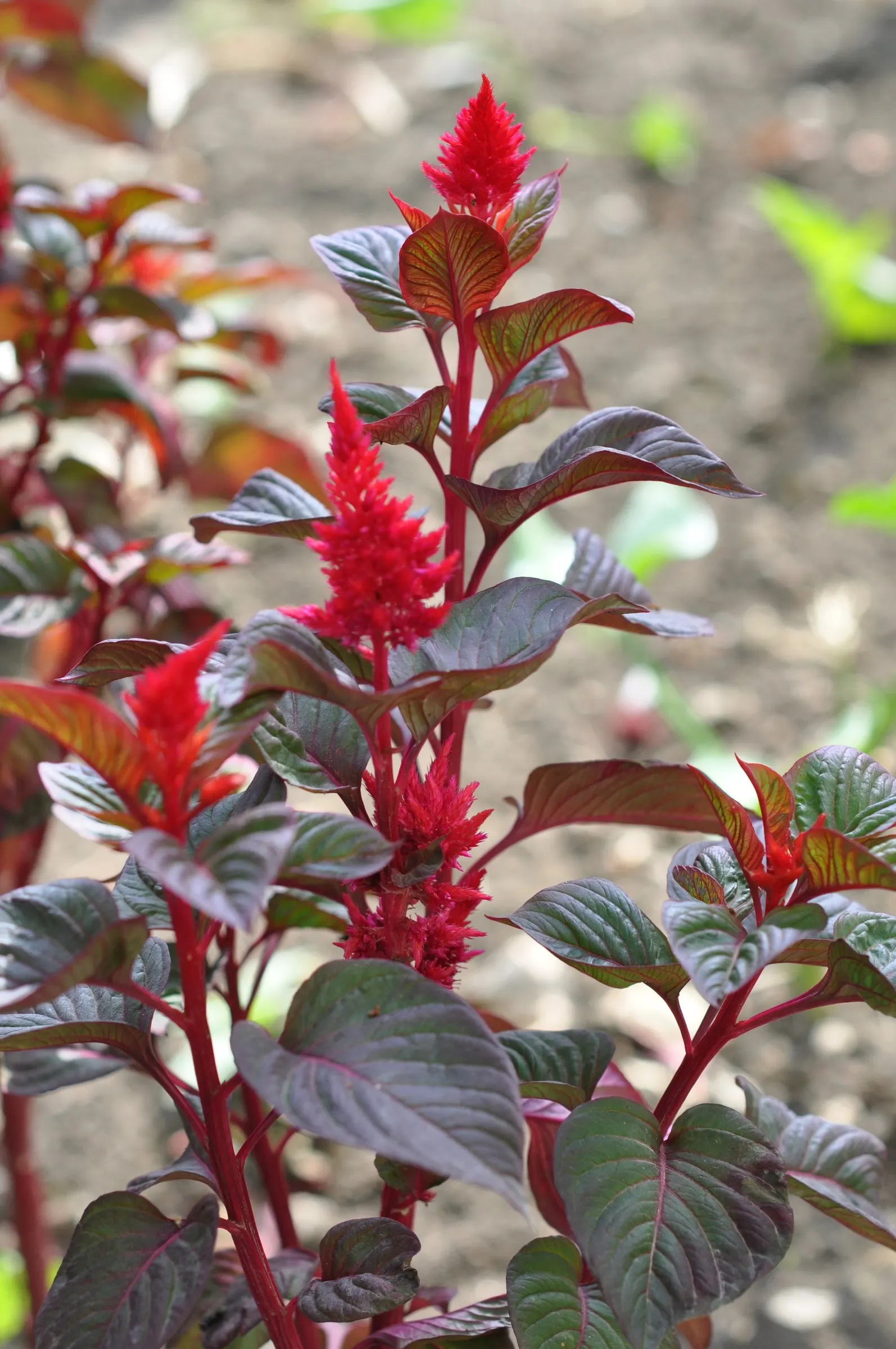 Love-lies-bleeding (Amaranthus Caudatus) — and is versatile in USDA Zones 2-11; and are equally stunning in cut or dried floral arrangements