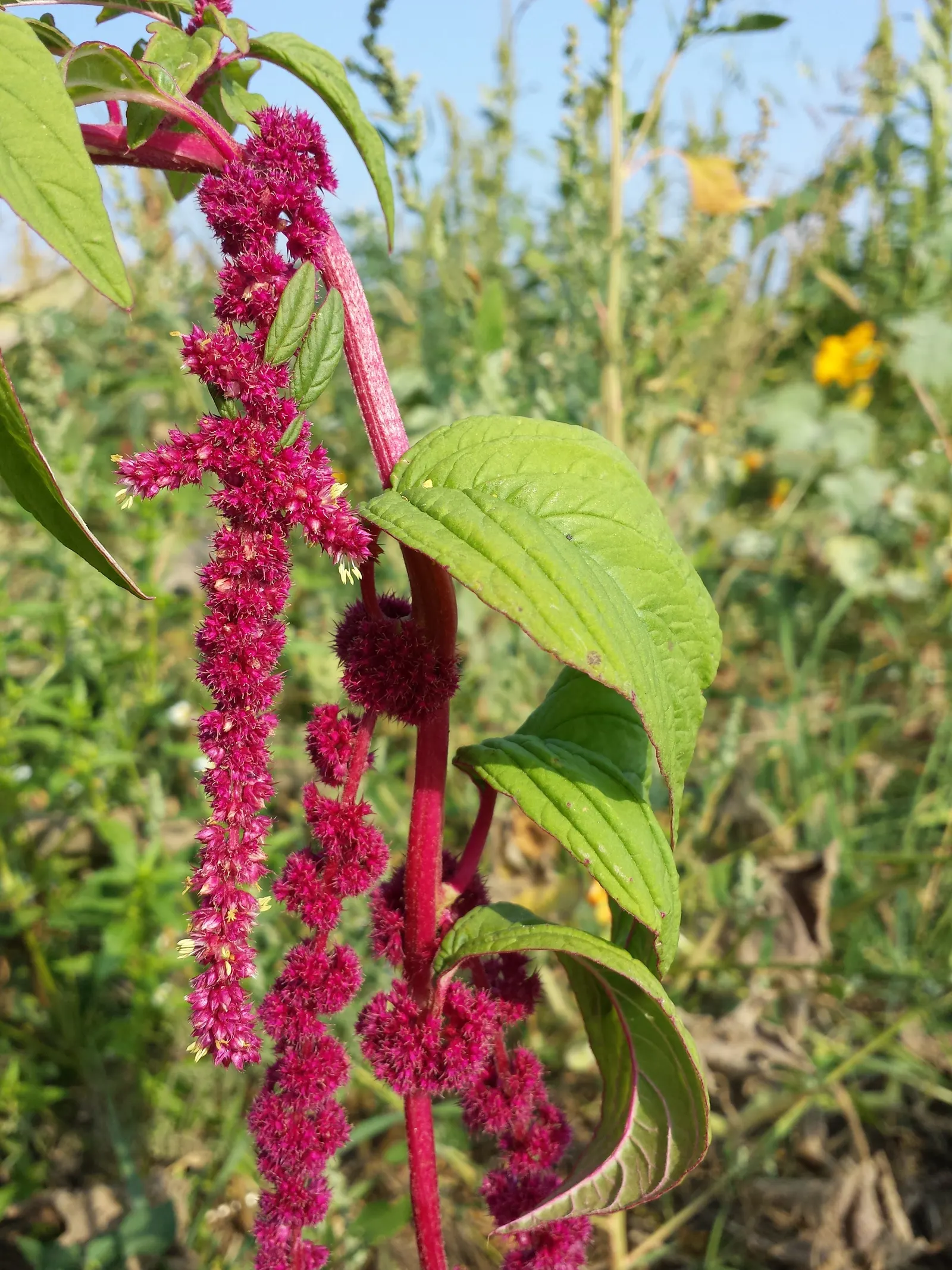Love-lies-bleeding (Amaranthus Caudatus) — the Tassel Flower thrives in full sun to partial shade and prefers well-draining soil with moderate, image 64