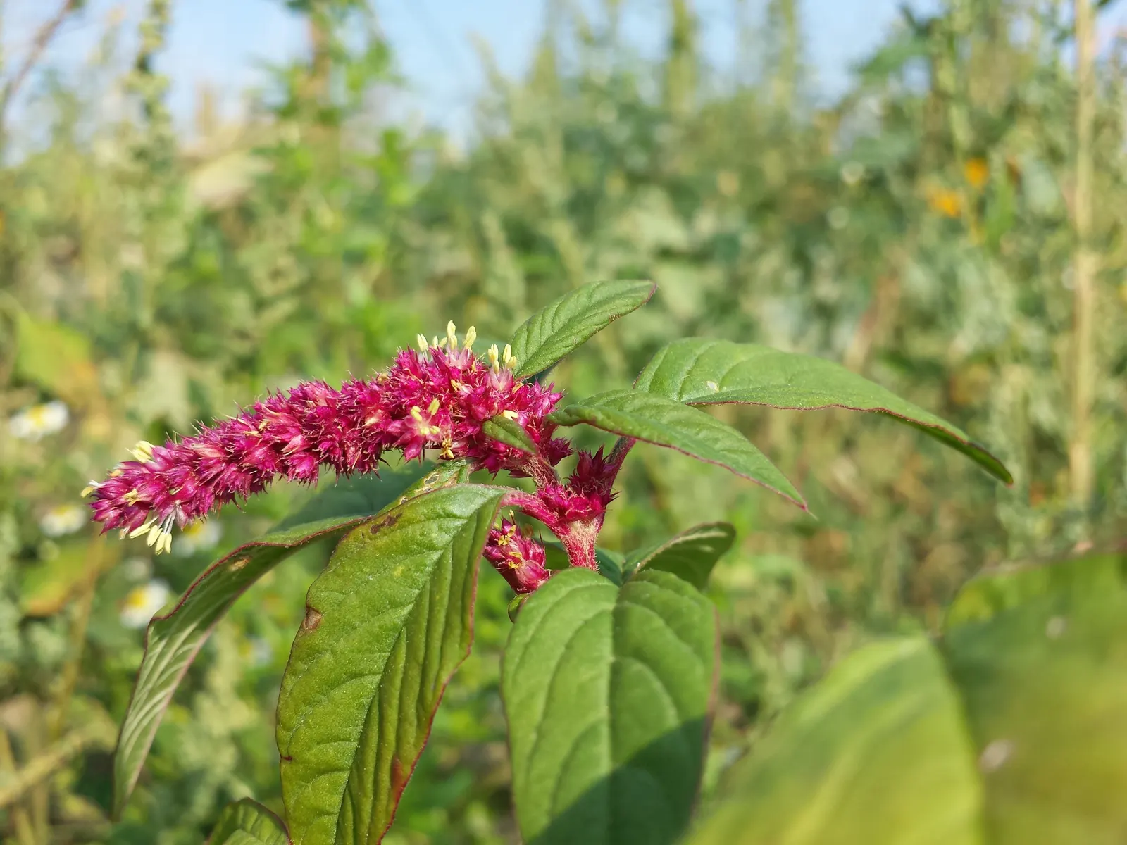 Love-lies-bleeding (Amaranthus Caudatus) — annual with purple blooms; plant these beauties in the spring after the risk of frost has passed, image 99