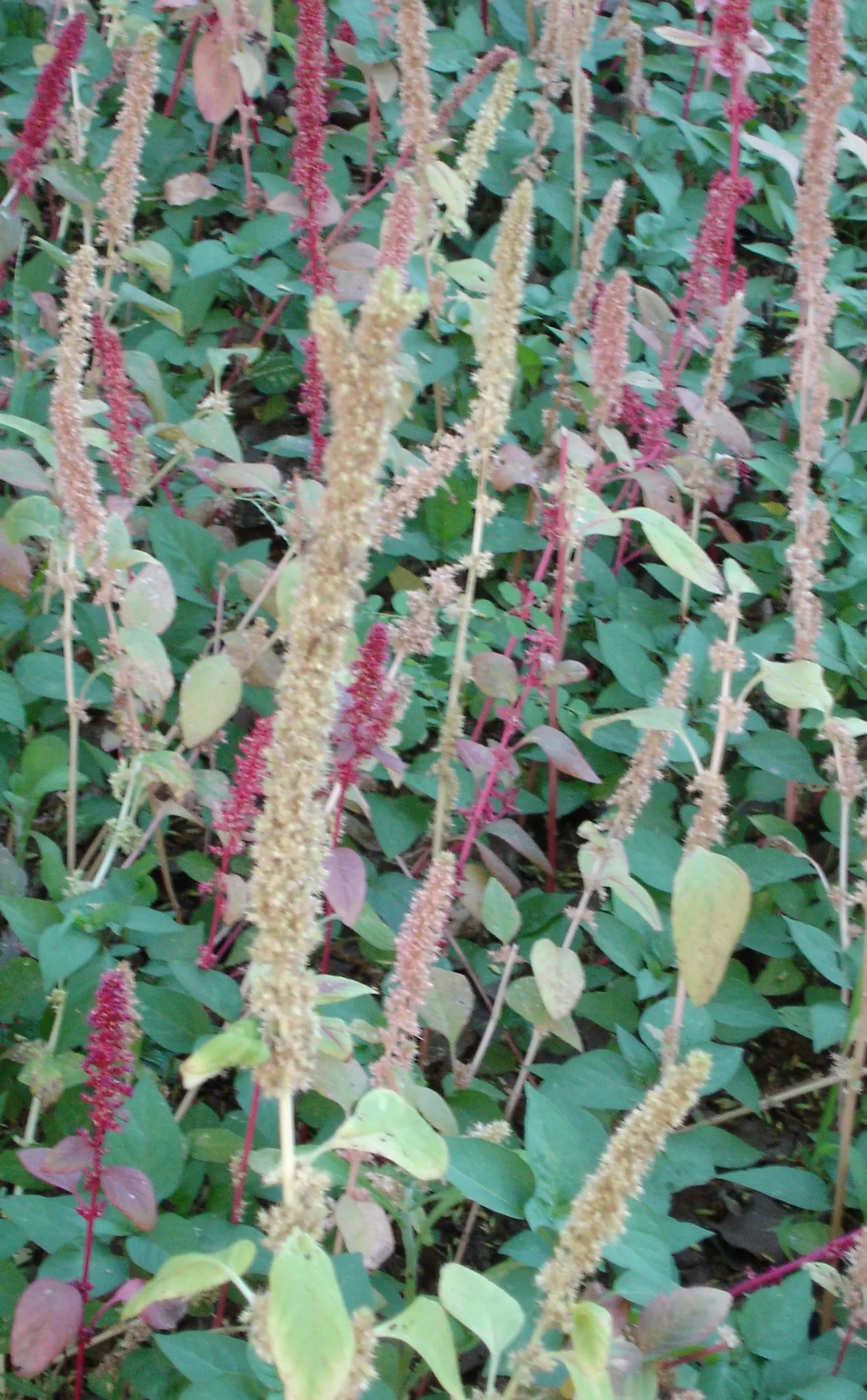 Love-lies-bleeding (Amaranthus Caudatus) — and is versatile in USDA Zones 2-11; and are equally stunning in cut or dried floral arrangements, image 55