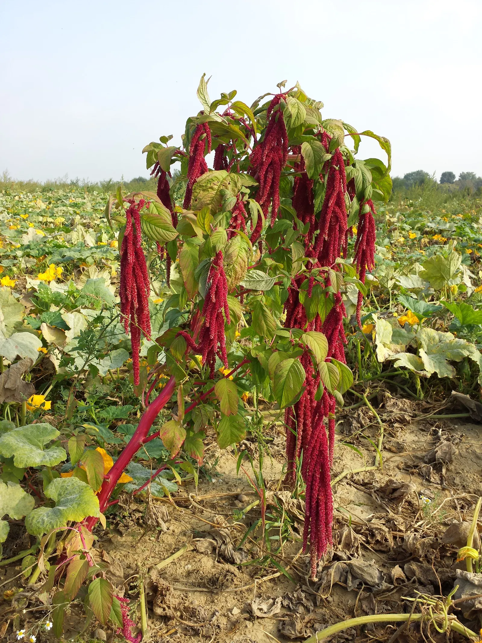 Love-lies-bleeding (Amaranthus Caudatus) — can grow to an impressive height ranging from 3 to 5 feet tall with a spread of 1 to 2 feet