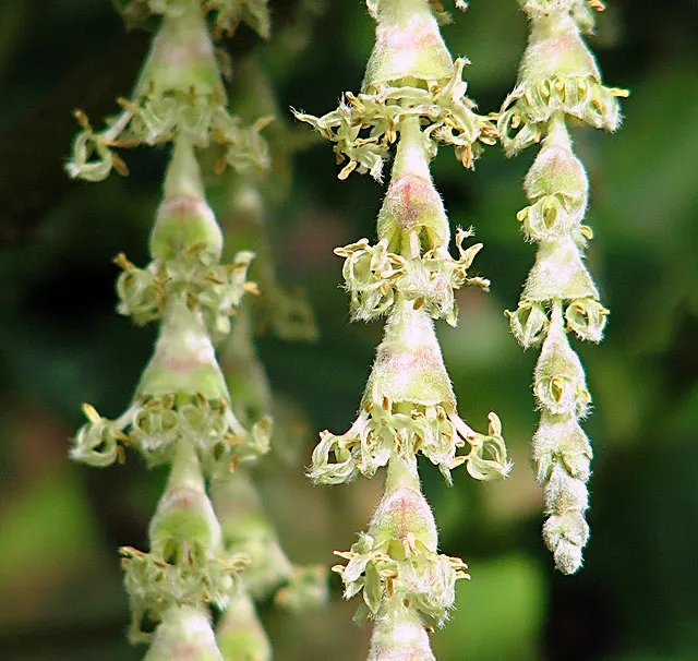 Love-lies-bleeding (Amaranthus Caudatus) — spacing them about 12 to 18 inches apart to accommodate growth; is a visually striking annual that adds, image 116