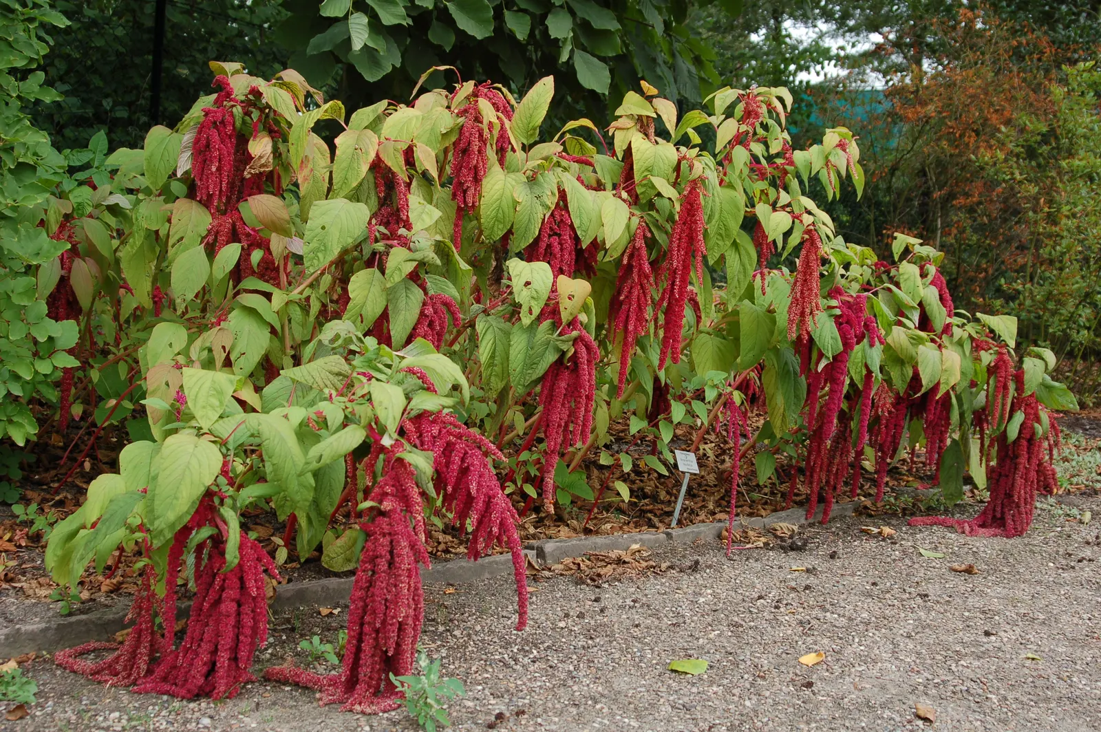 Love-lies-bleeding (Amaranthus Caudatus) — Plant these beauties in the spring after the risk of frost has passed; that cascade elegantly from its, image 115