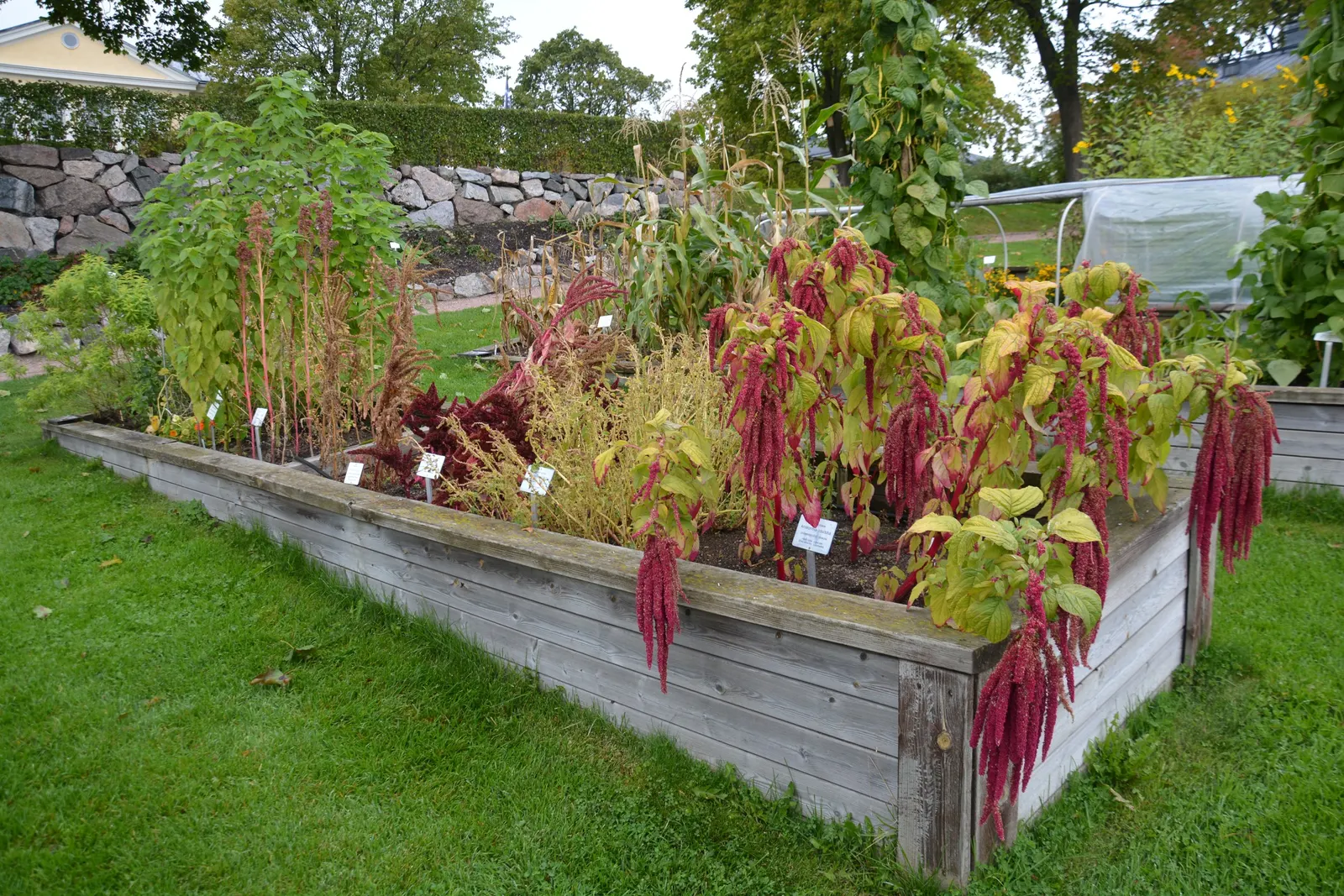 Love-lies-bleeding (Amaranthus Caudatus) — When planting Tassel Flowers; a complementary green to deep purplish-red depending on the variety