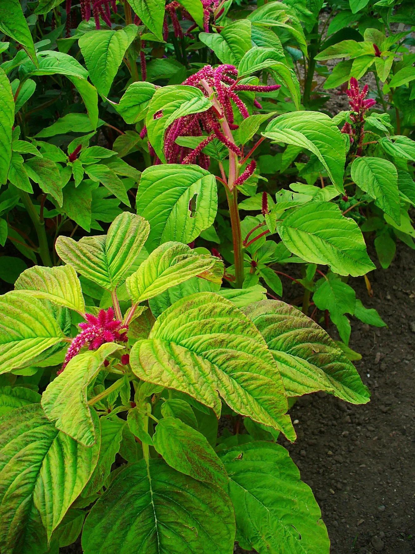 Love-lies-bleeding (Amaranthus Caudatus) — consider them for background plantings; making it both a practical and enchanting addition to your, image 146