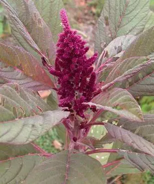 Love-lies-bleeding (Amaranthus Caudatus) — the Tassel Flower thrives in full sun to partial shade and prefers well-draining soil with moderate, image 114