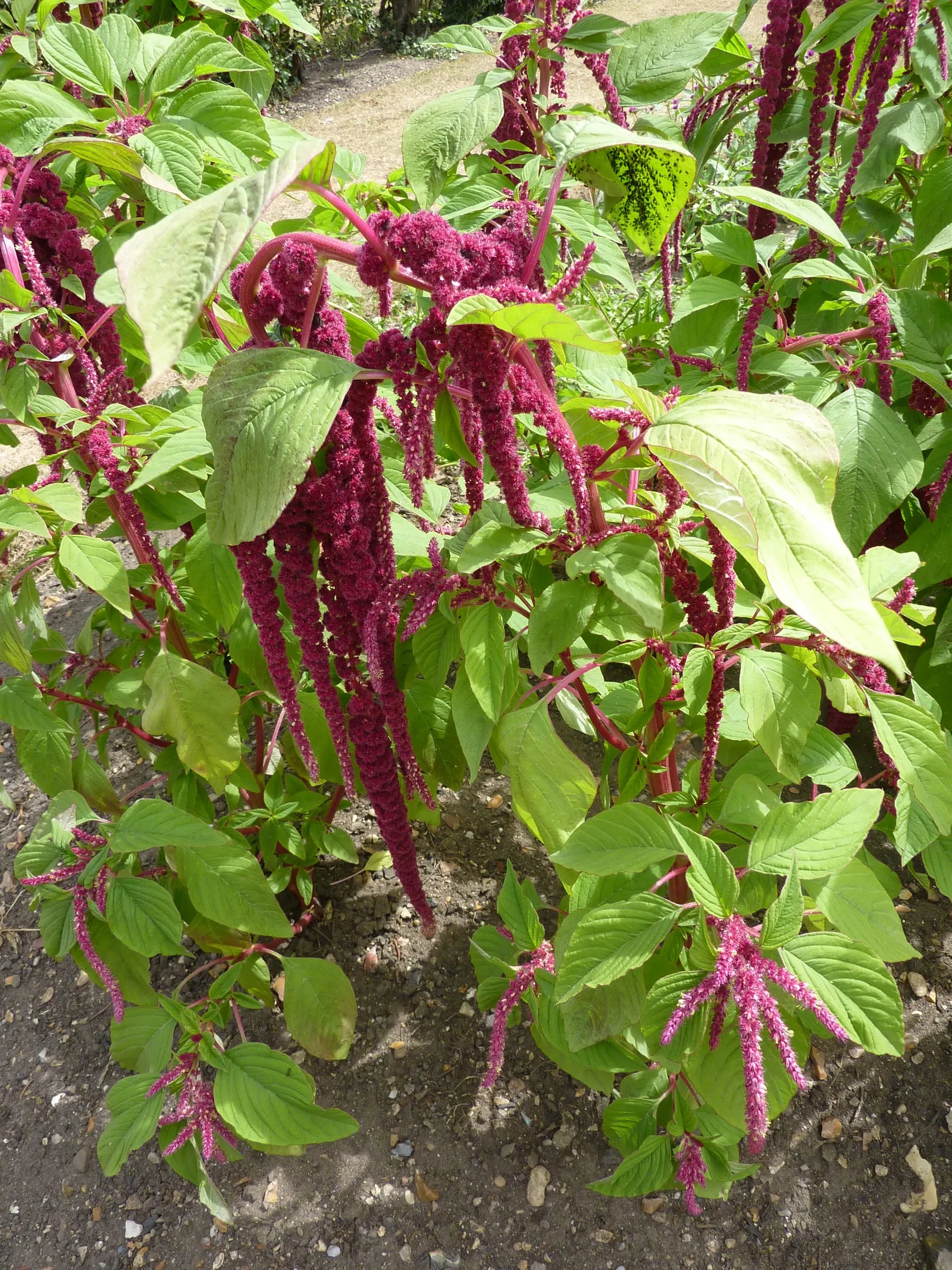 Love-lies-bleeding (Amaranthus Caudatus) — scientifically known as Amaranthus caudatus; this annual thrives in full sun, image 133
