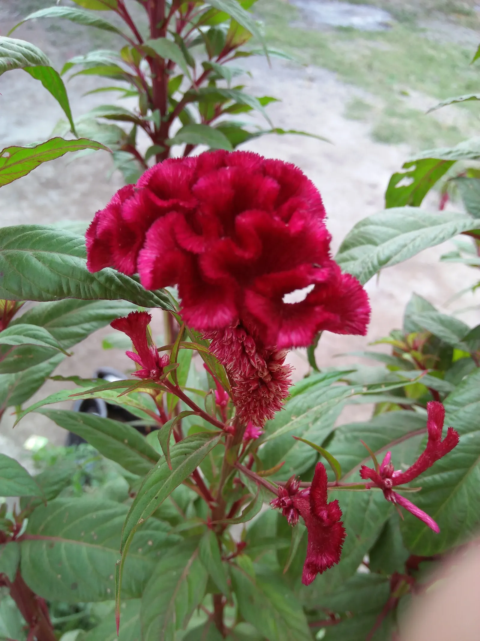 Love-lies-bleeding (Amaranthus Caudatus) — the Tassel Flower thrives in full sun to partial shade and prefers well-draining soil with moderate moisture; when