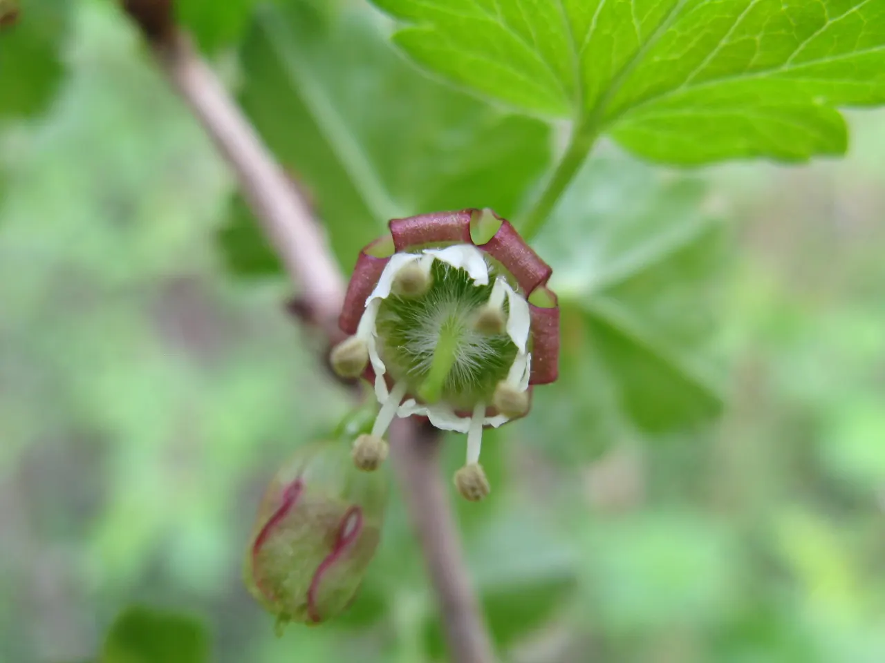Love-lies-bleeding (Amaranthus Caudatus) — the Tassel Flower thrives in full sun to partial shade and prefers well-draining soil with moderate, image 89