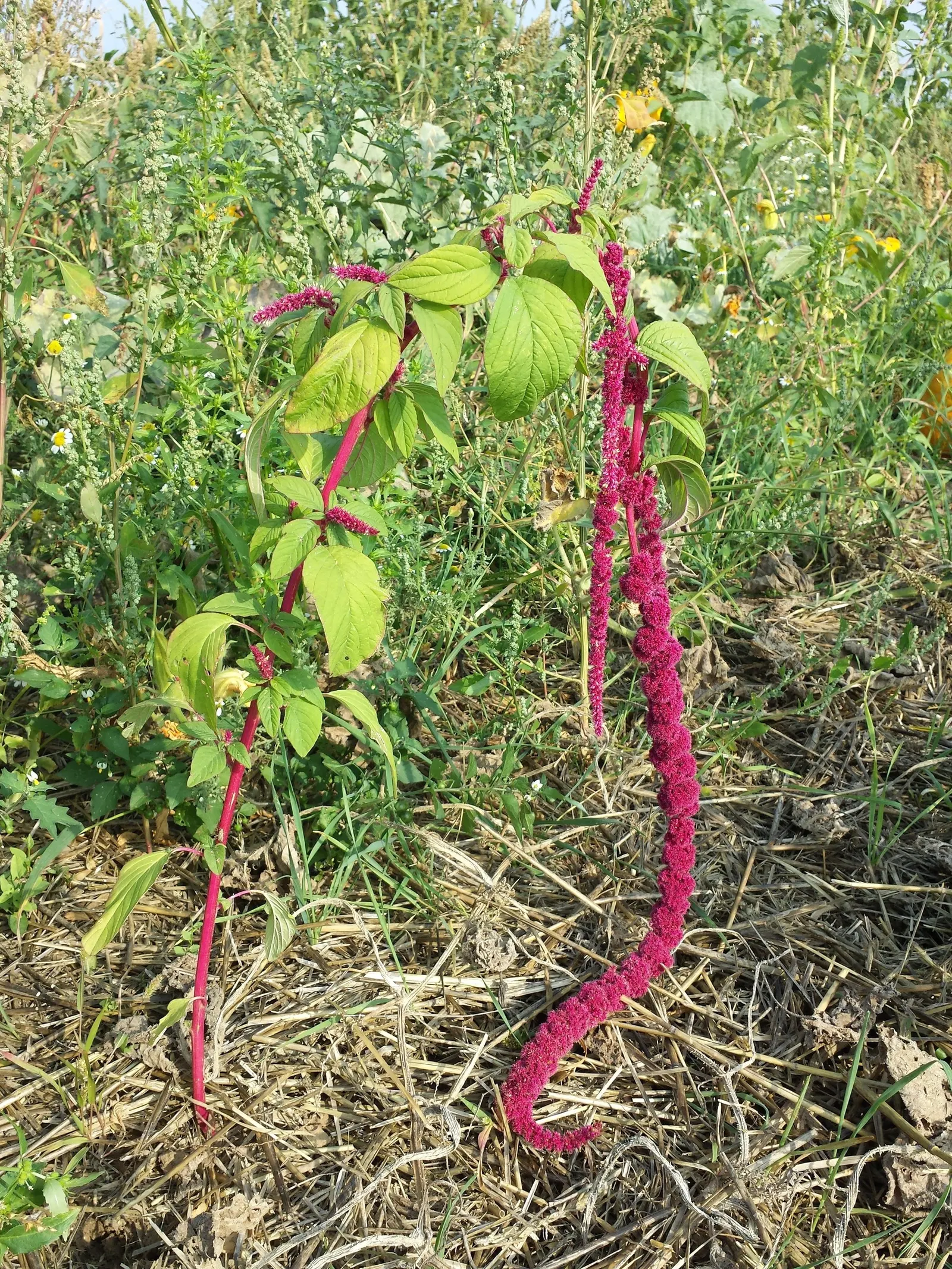 Love-lies-bleeding (Amaranthus Caudatus) — serves as a lush backdrop to the dramatic