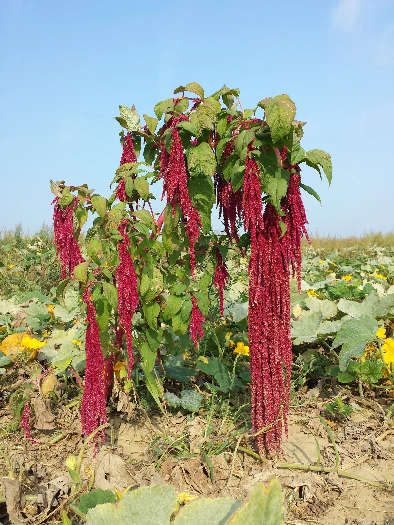 Love-lies-bleeding (Amaranthus Caudatus) — scientifically known as Amaranthus caudatus; this annual thrives in full sun, image 83