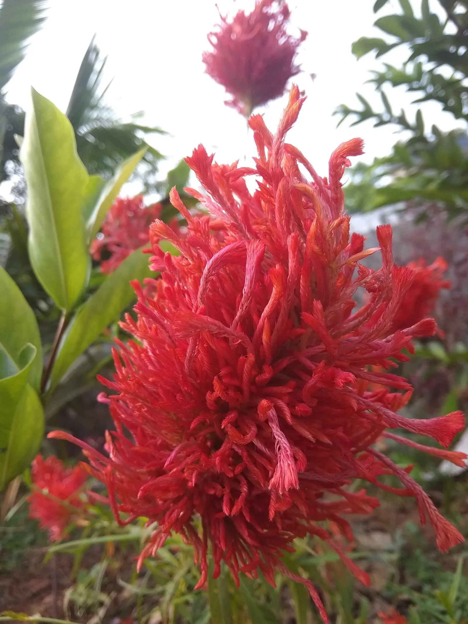 Love-lies-bleeding (Amaranthus Caudatus) — the Tassel Flower thrives in full sun to partial shade and prefers well-draining soil with moderate moisture