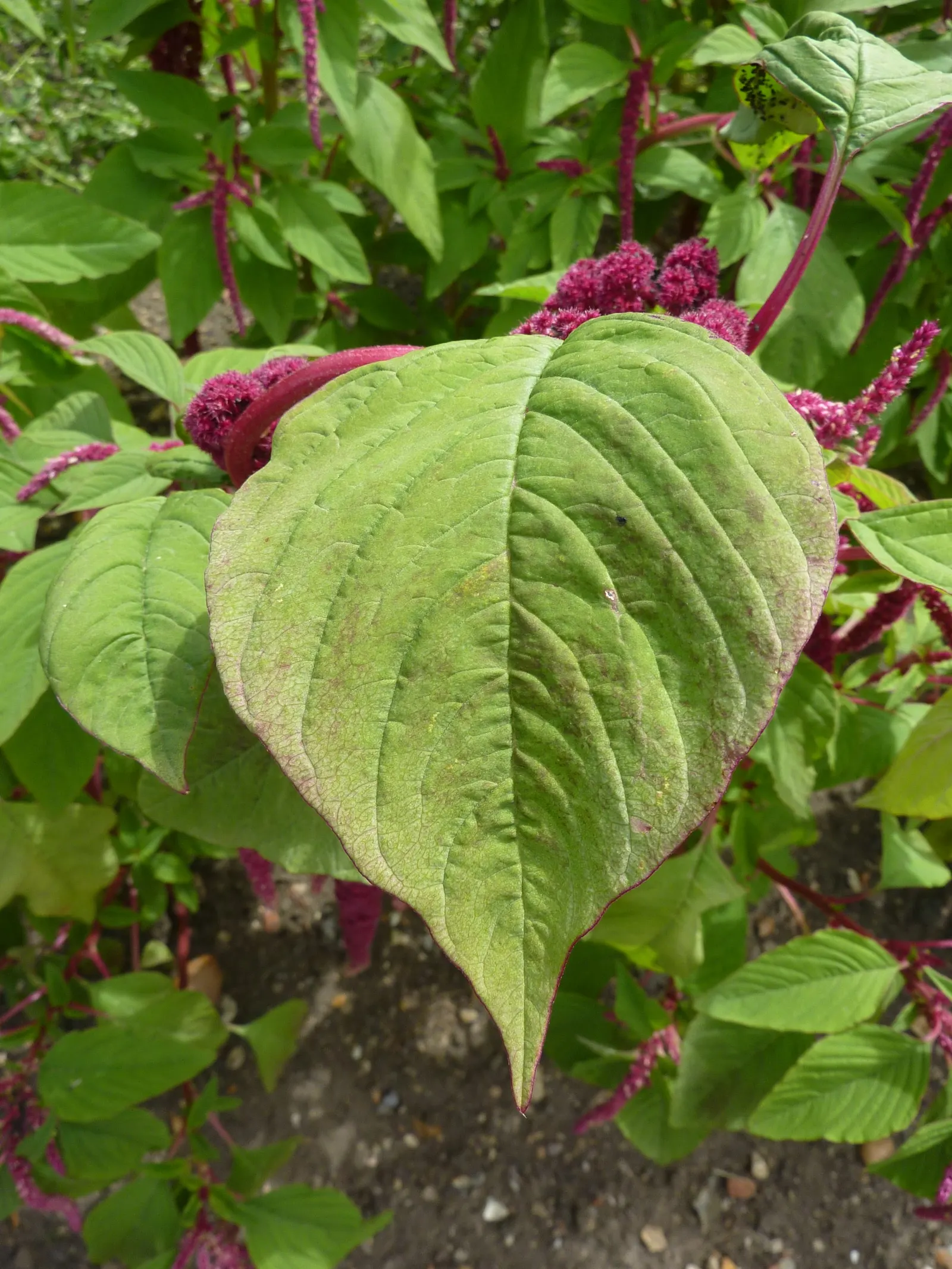 Love-lies-bleeding (Amaranthus Caudatus) — purple flowers in the garden; scientifically known as Amaranthus caudatus, image 123