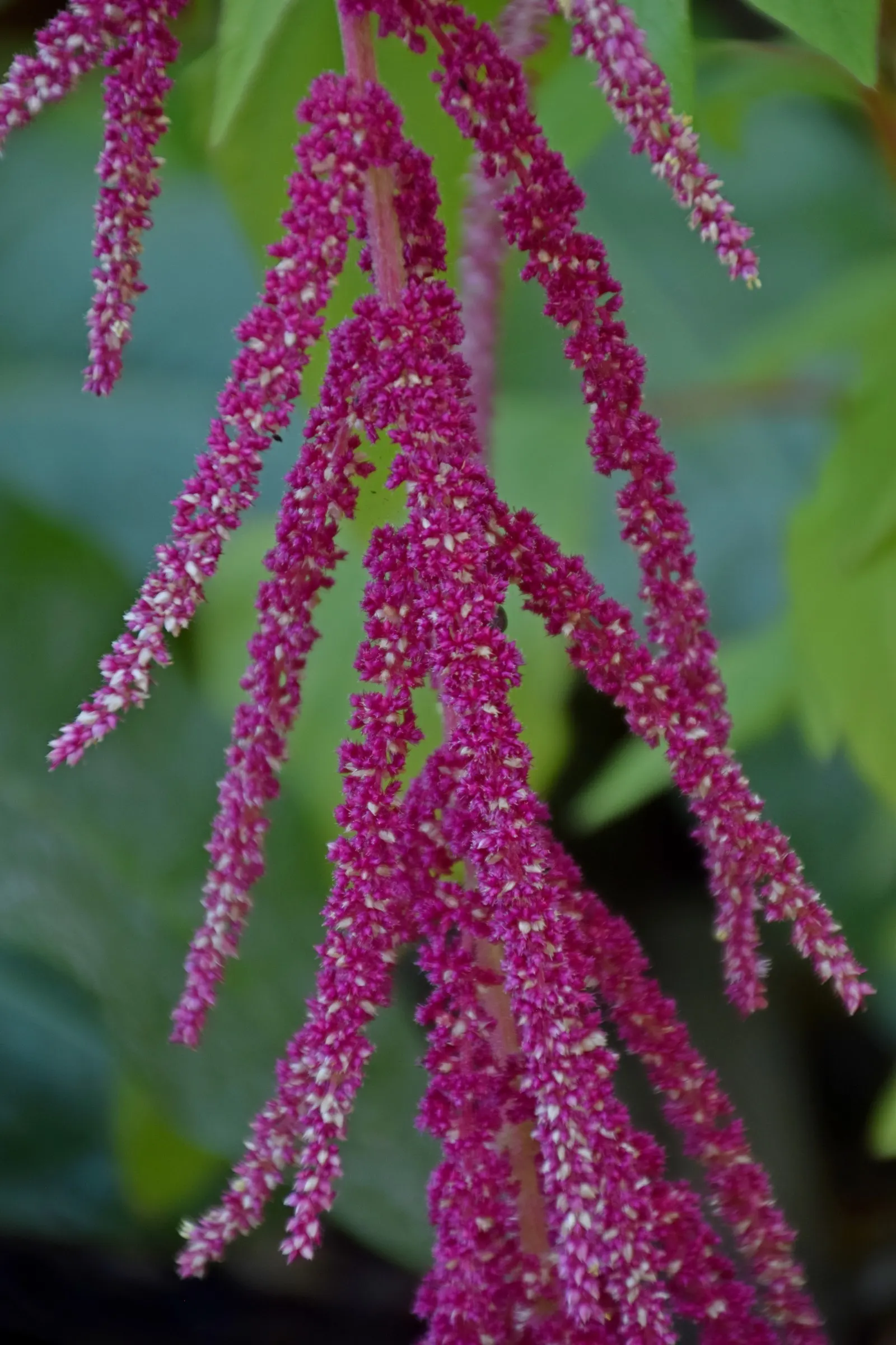 Love-lies-bleeding (Amaranthus Caudatus) — consider them for background plantings; making it both a practical and enchanting addition to your, image 121