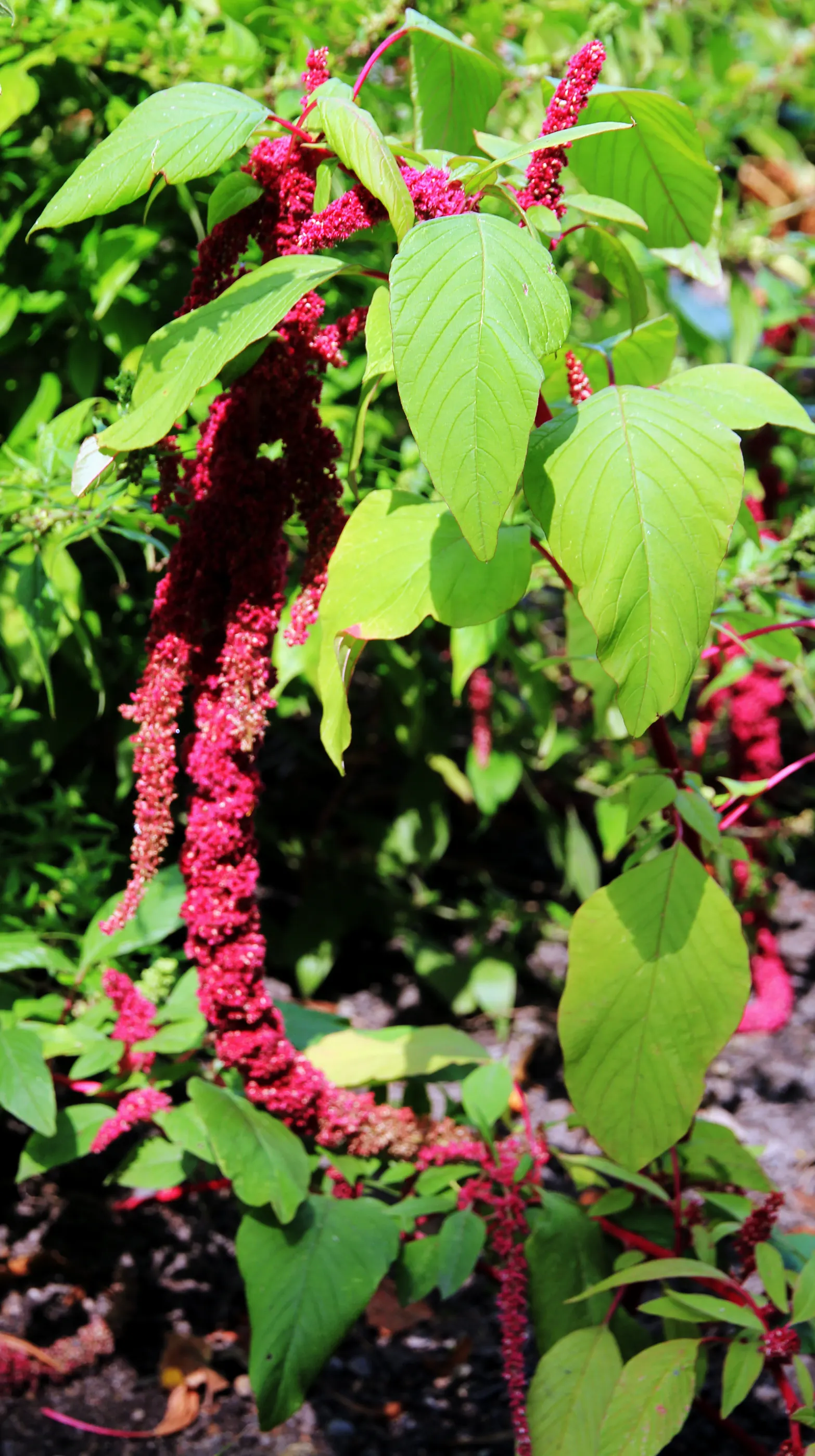 Love-lies-bleeding (Amaranthus Caudatus) — reaching up to 18 inches long; maturing to 3-5 feet tall and 1-2 feet wide