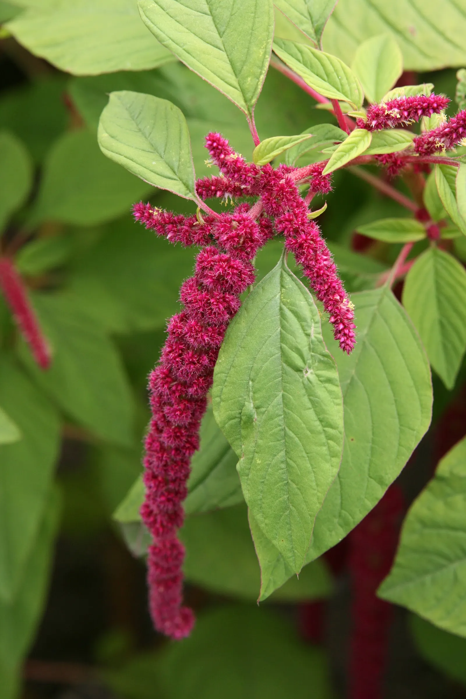 Love-lies-bleeding (Amaranthus Caudatus) — is a visually striking annual that adds vertical interest and a touch of the exotic to any garden, image 109