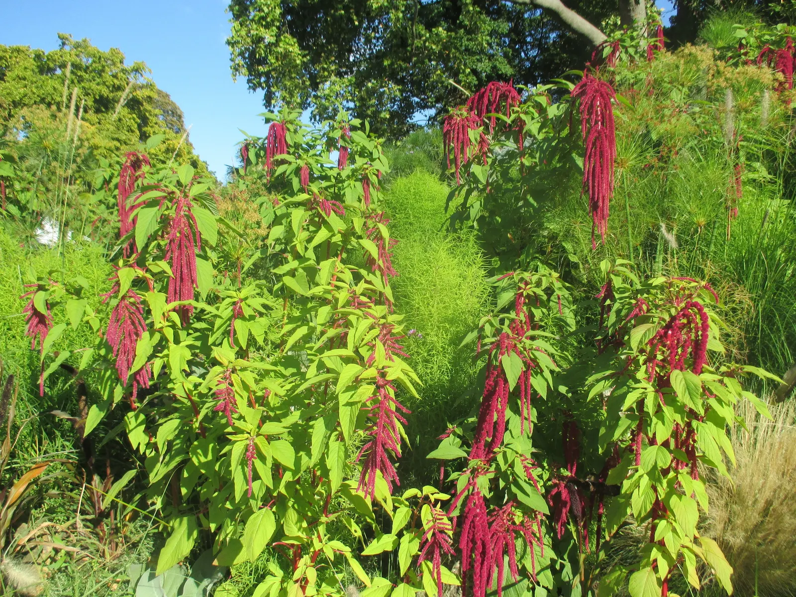 Love-lies-bleeding (Amaranthus Caudatus) — and as an architectural element in container gardens due to their height and dramatic draping blooms, image 72