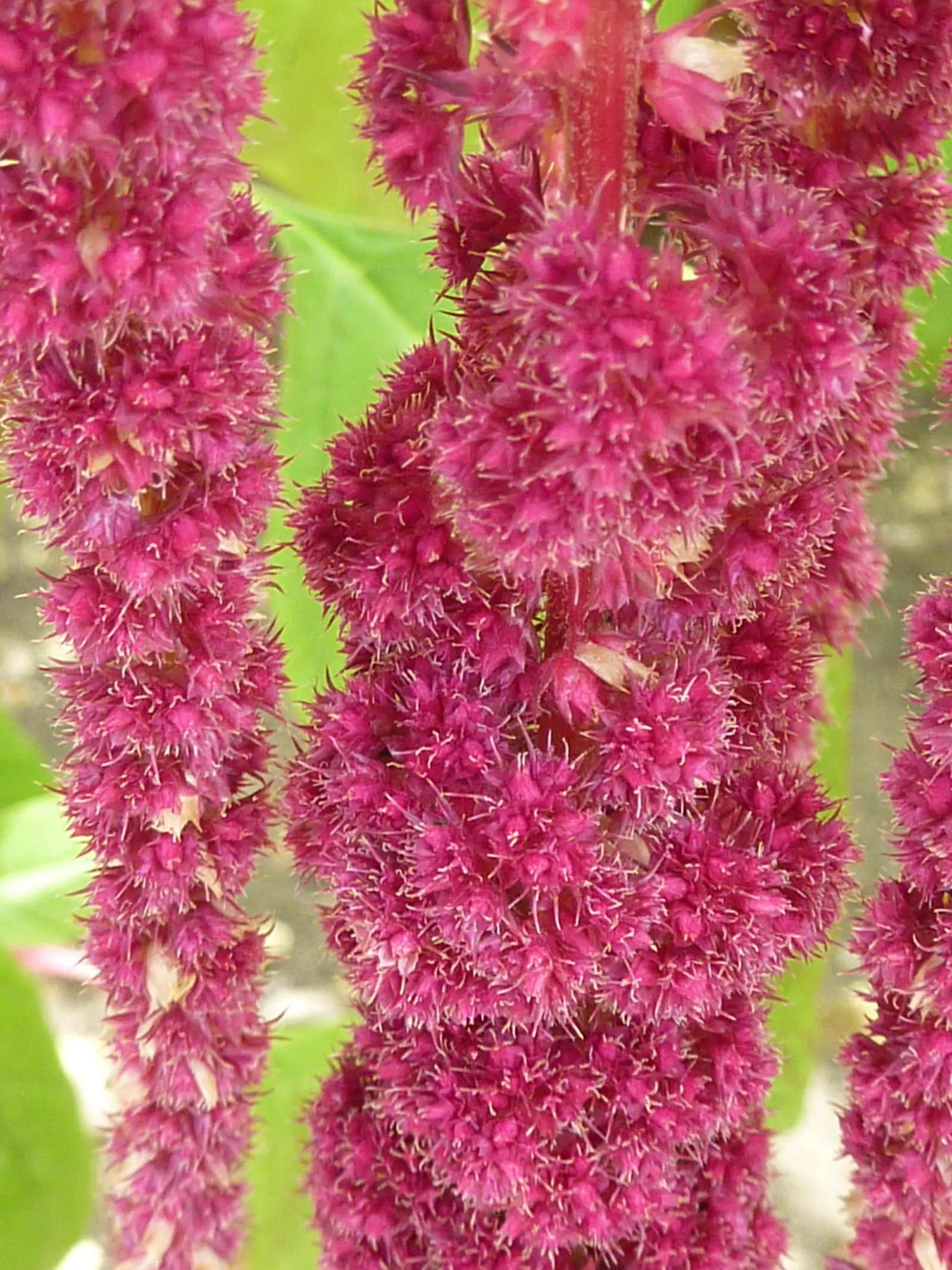 Love-lies-bleeding (Amaranthus Caudatus) — Plant these beauties in the spring after the risk of frost has passed; that cascade elegantly from its, image 140