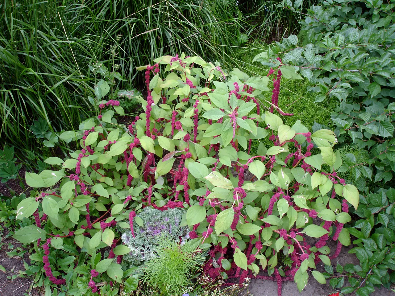 Love-lies-bleeding (Amaranthus Caudatus) — When planting Tassel Flowers; a complementary green to deep purplish-red depending on the variety, image 95