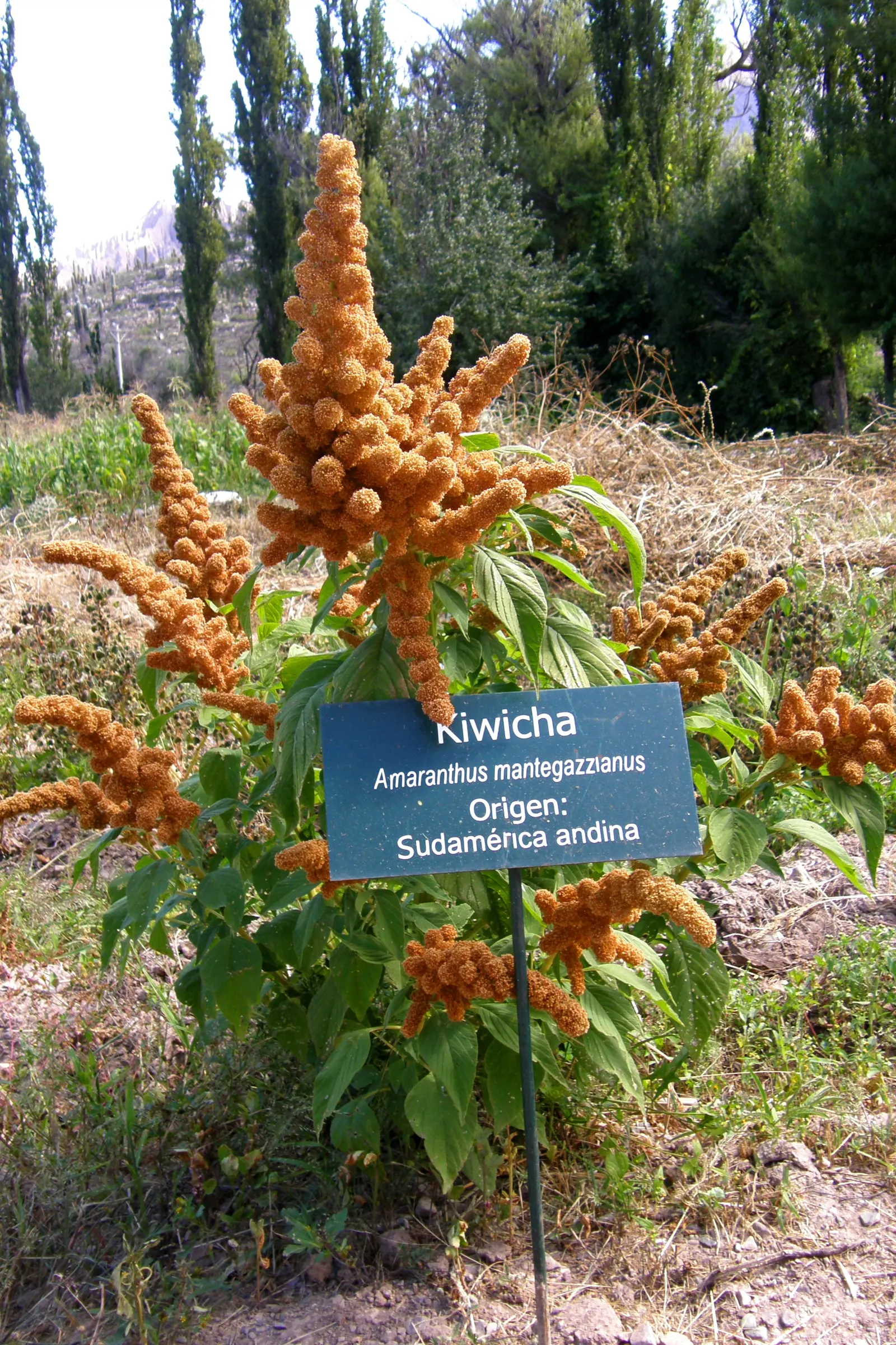 Love-lies-bleeding (Amaranthus Caudatus) — consider them for background plantings