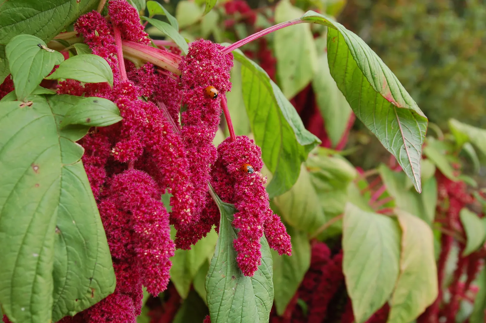 Love-lies-bleeding (Amaranthus Caudatus) — consider them for background plantings; making it both a practical and enchanting addition to your, image 96